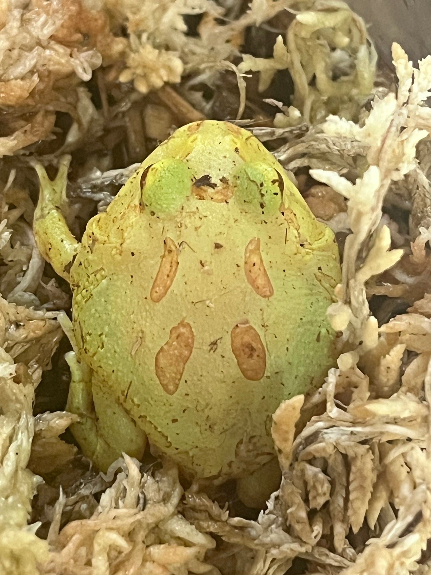 Albino Pac Man Frog