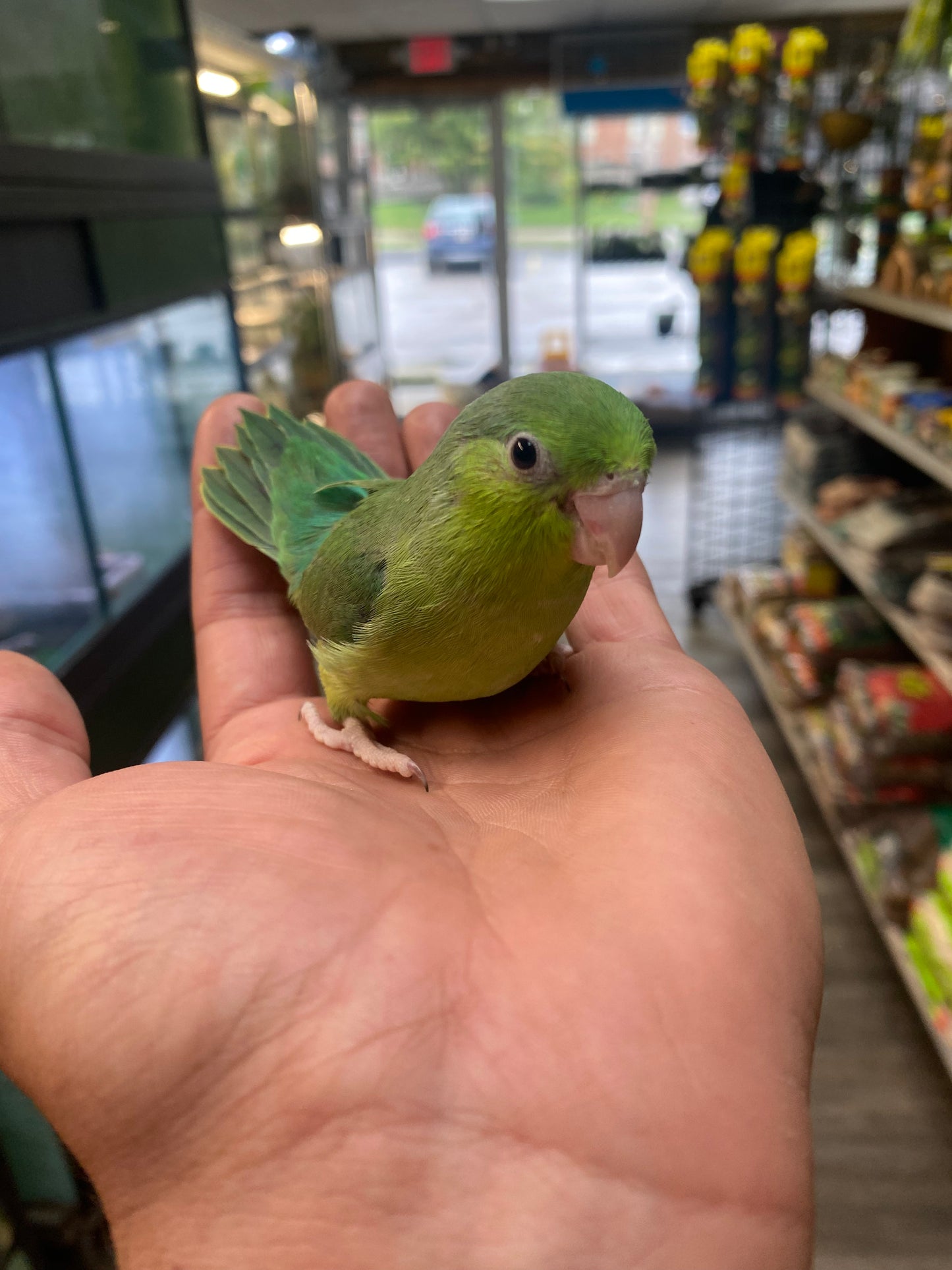 Parrotlet - Baby - Hand Fed - Green