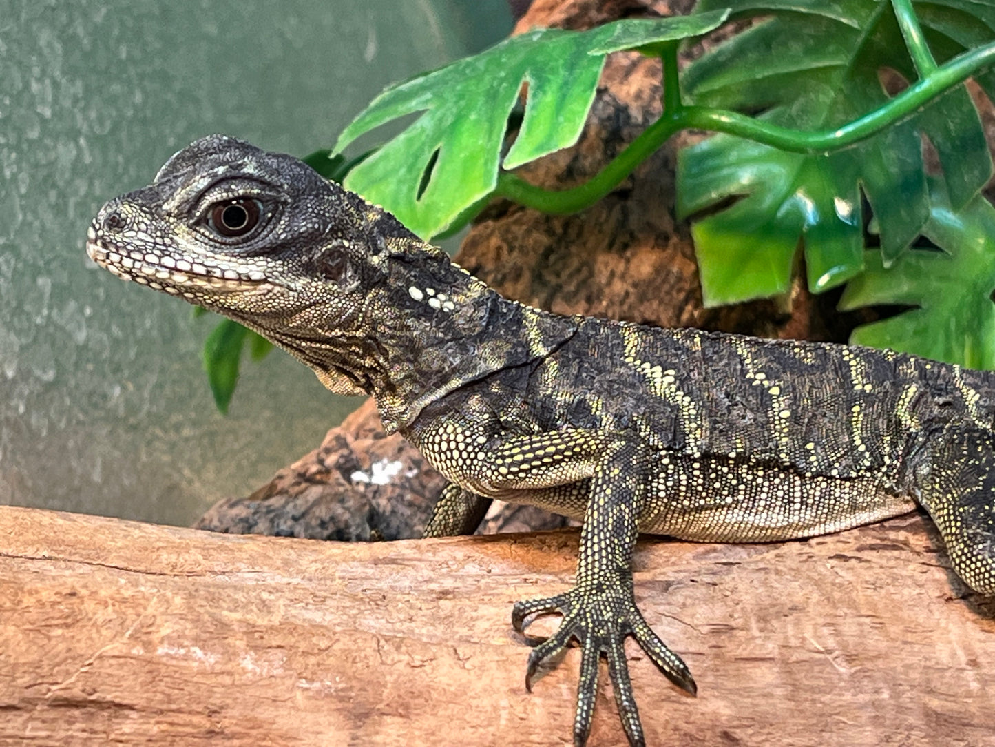 Ambon Sailfin Dragon - Juvenile