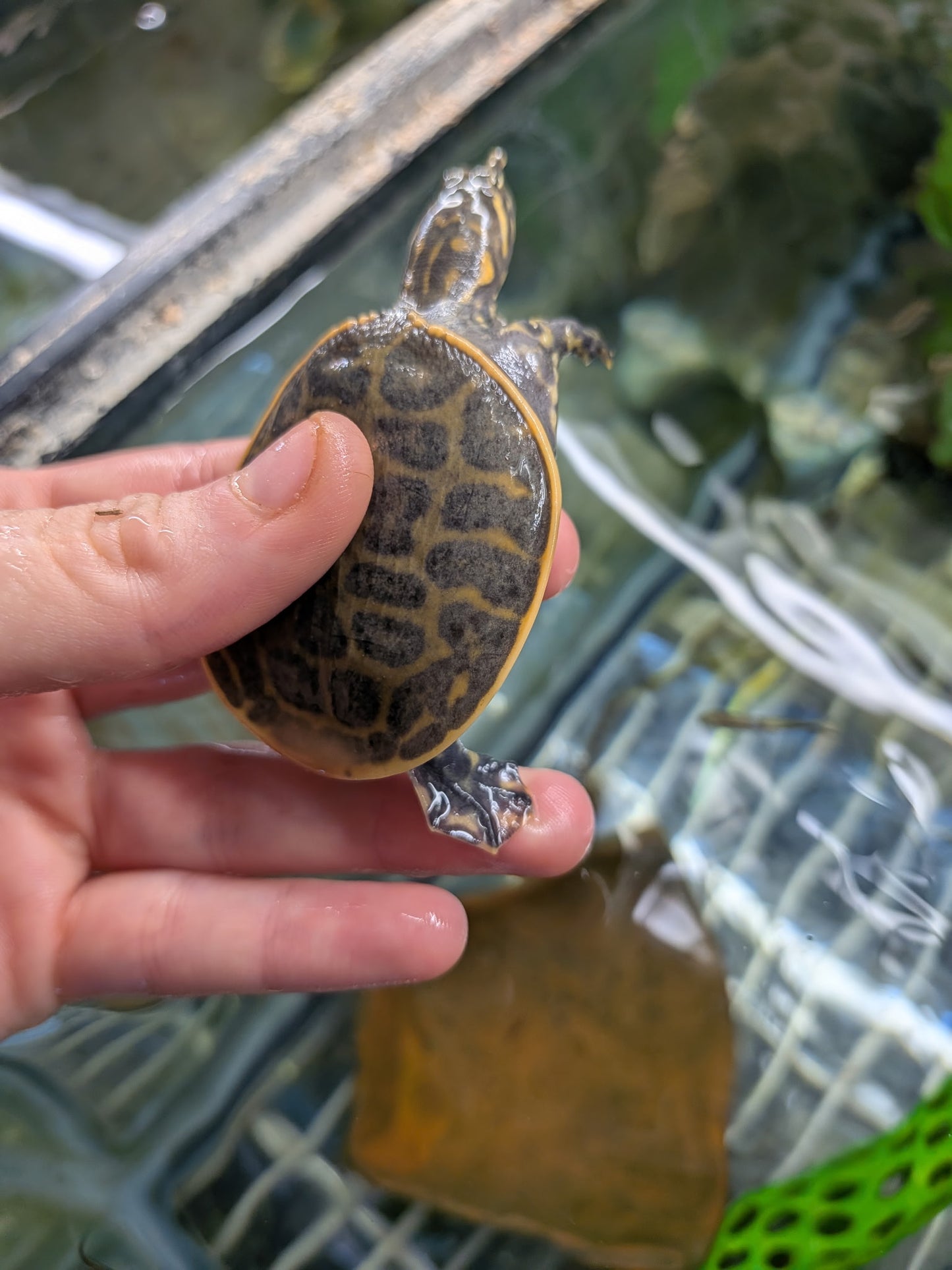 Florida Softshell Turtle - Hatchling