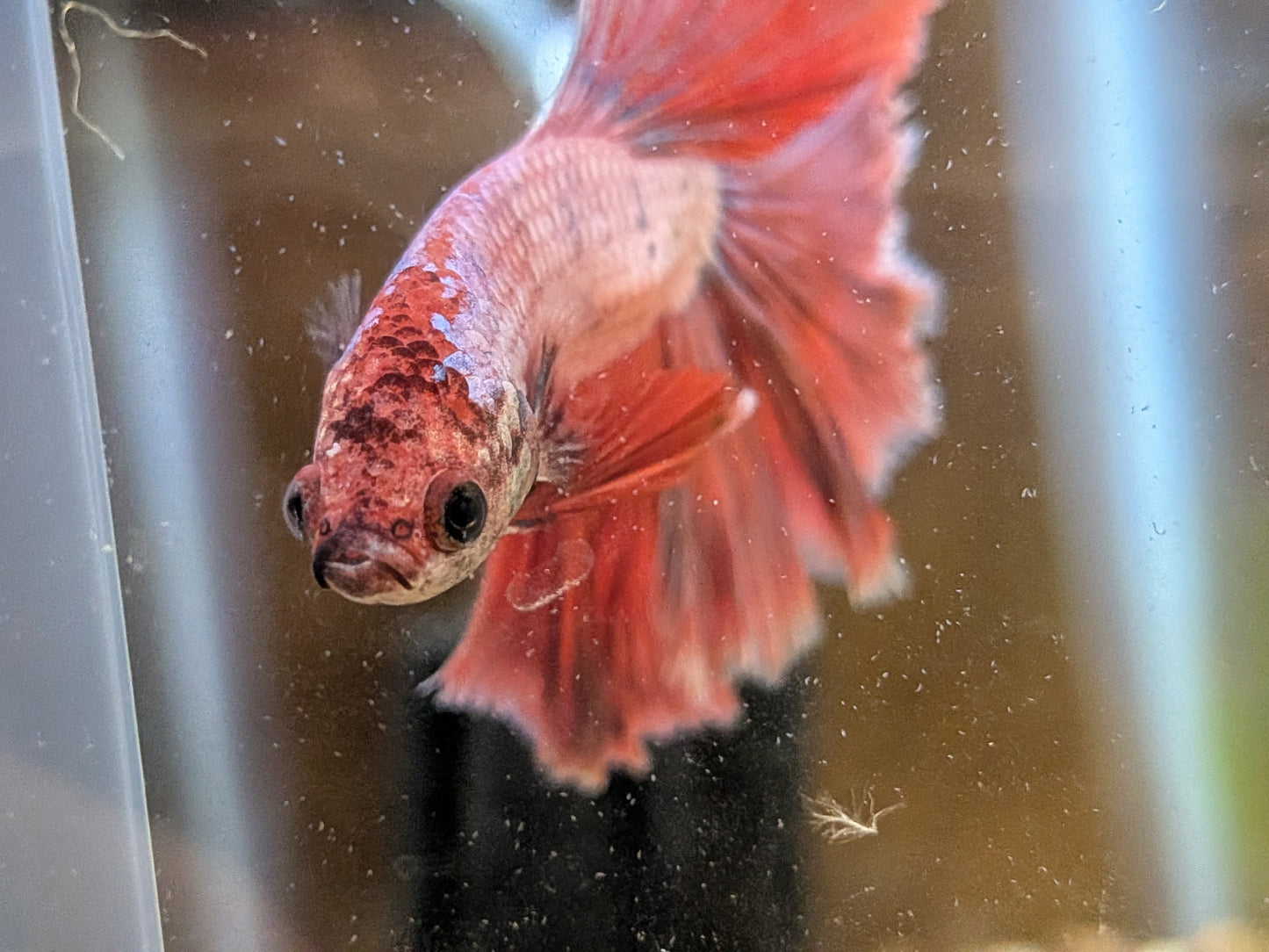 Halfmoon Betta Fish - Male - Assorted