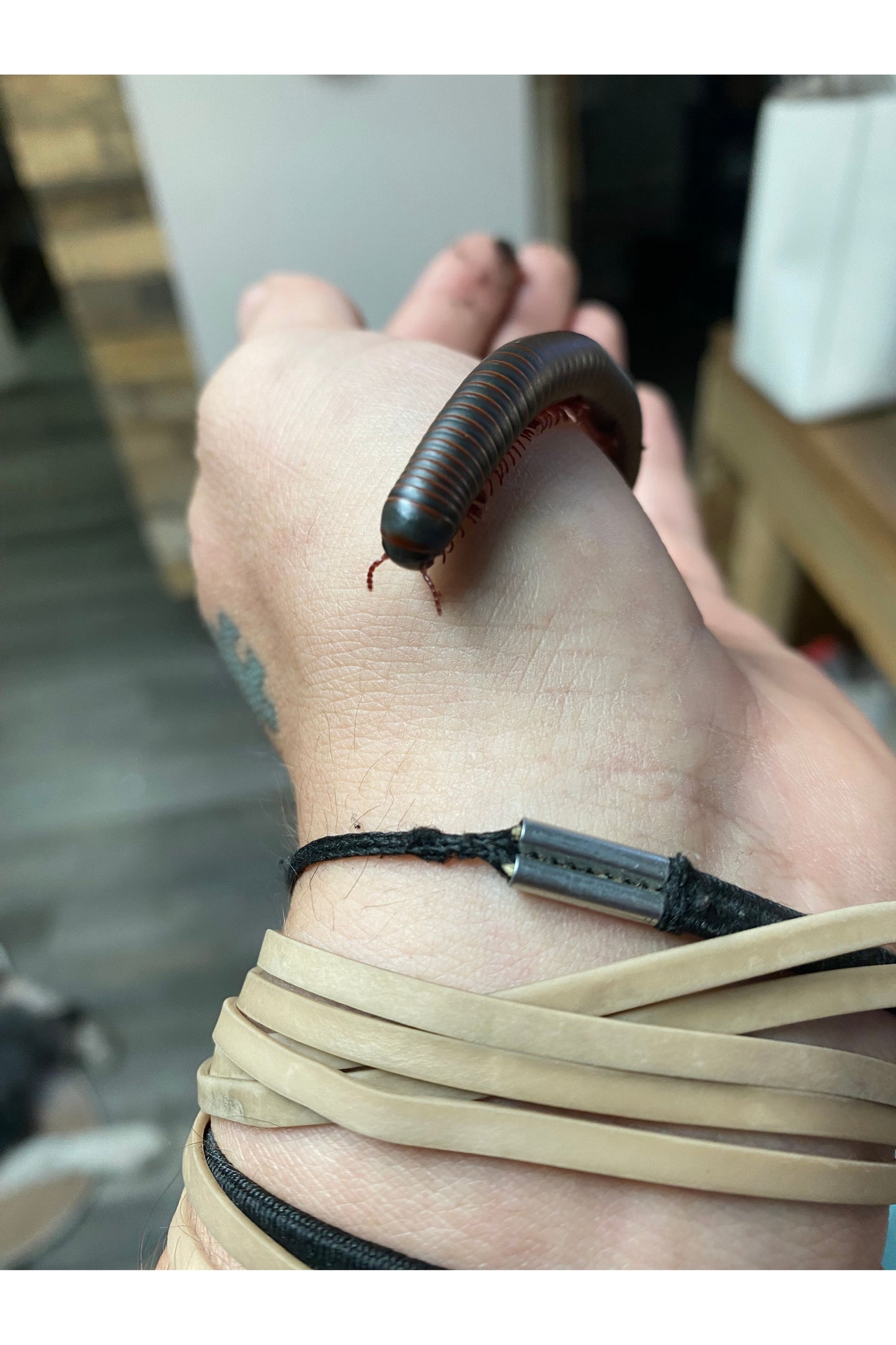 American Giant Millipede