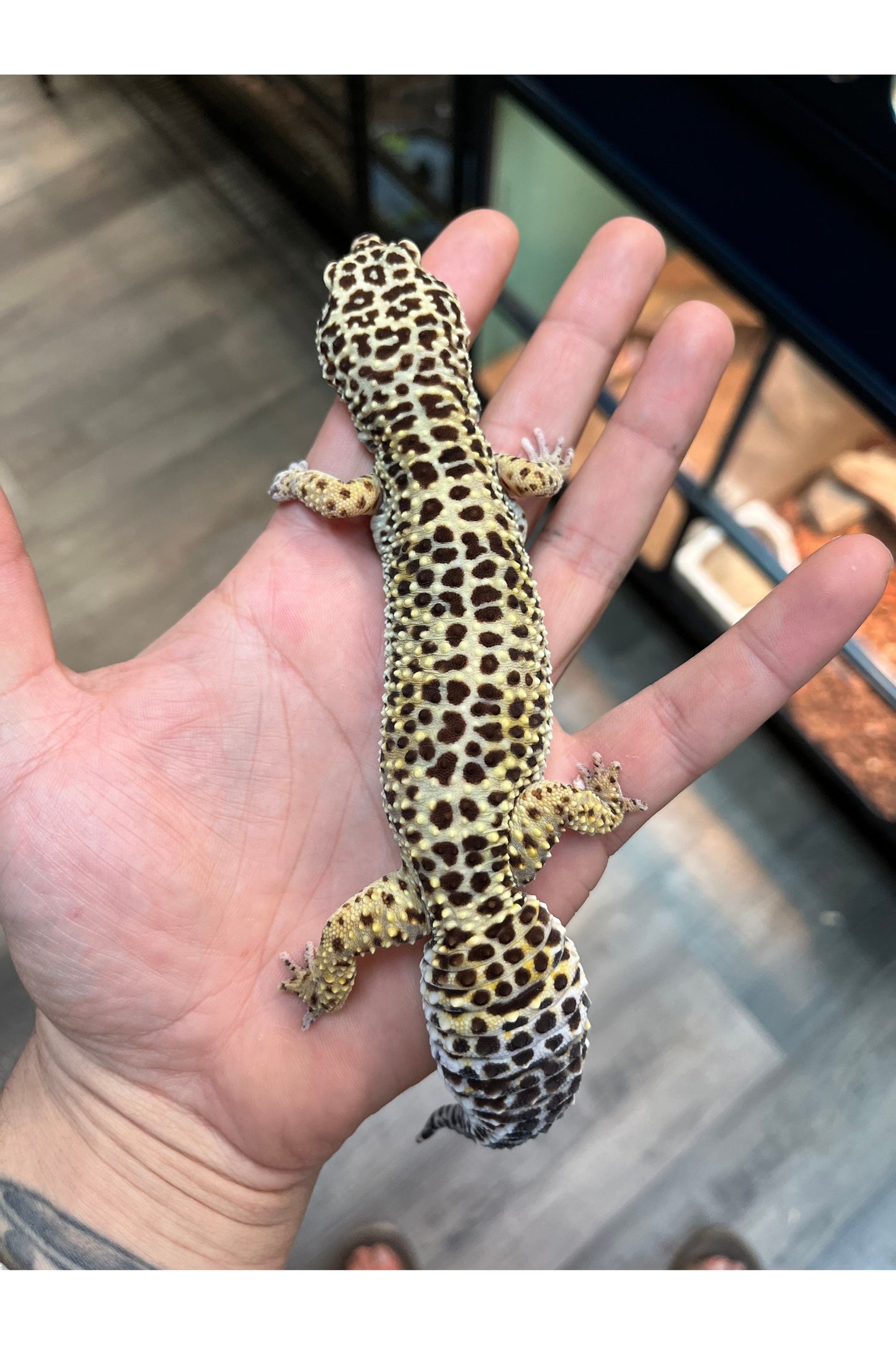 Leopard Gecko - Female - Adult