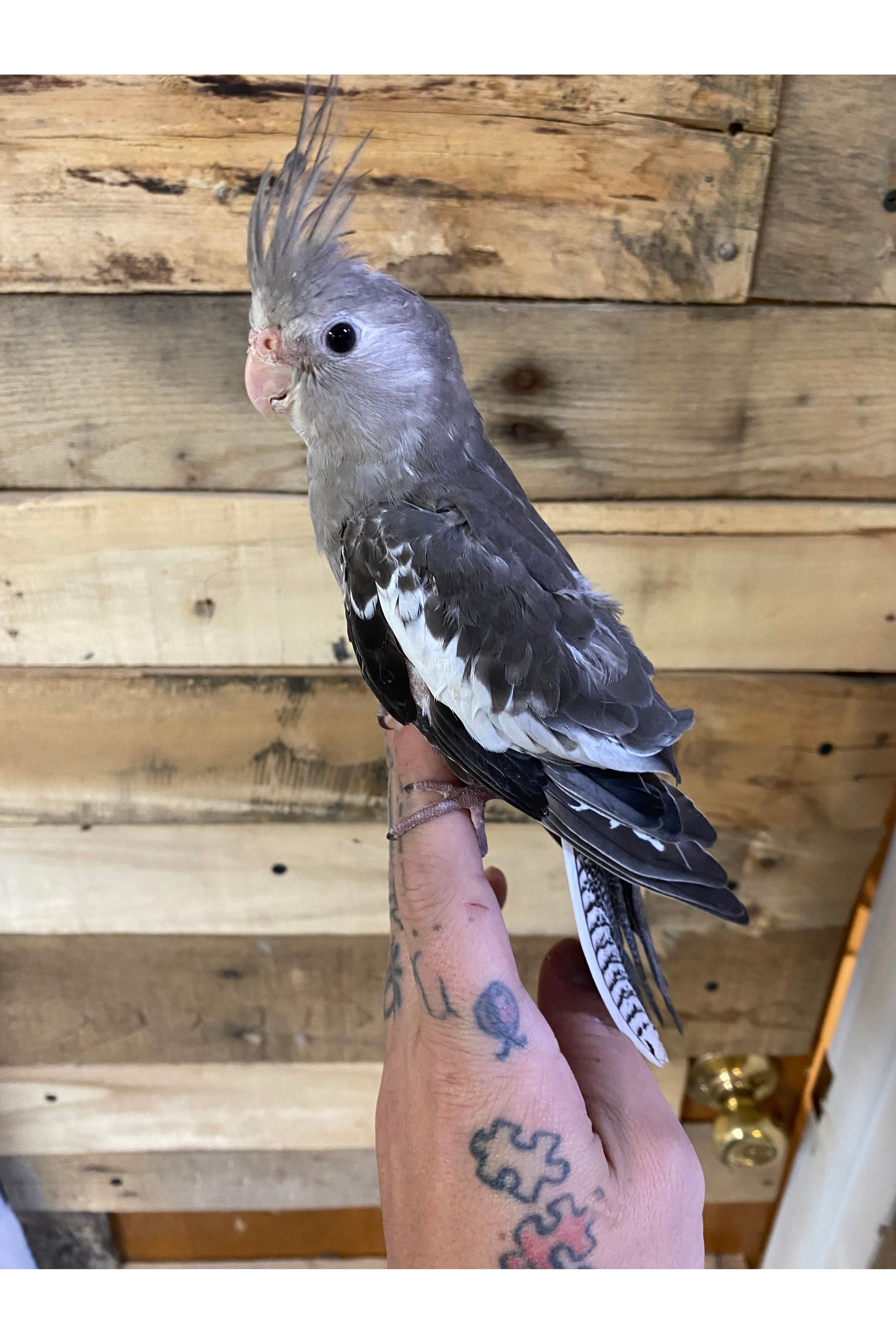 ms.cockatiel White-Faced Cockatiel - Juvenile – Ohio Pet Depot