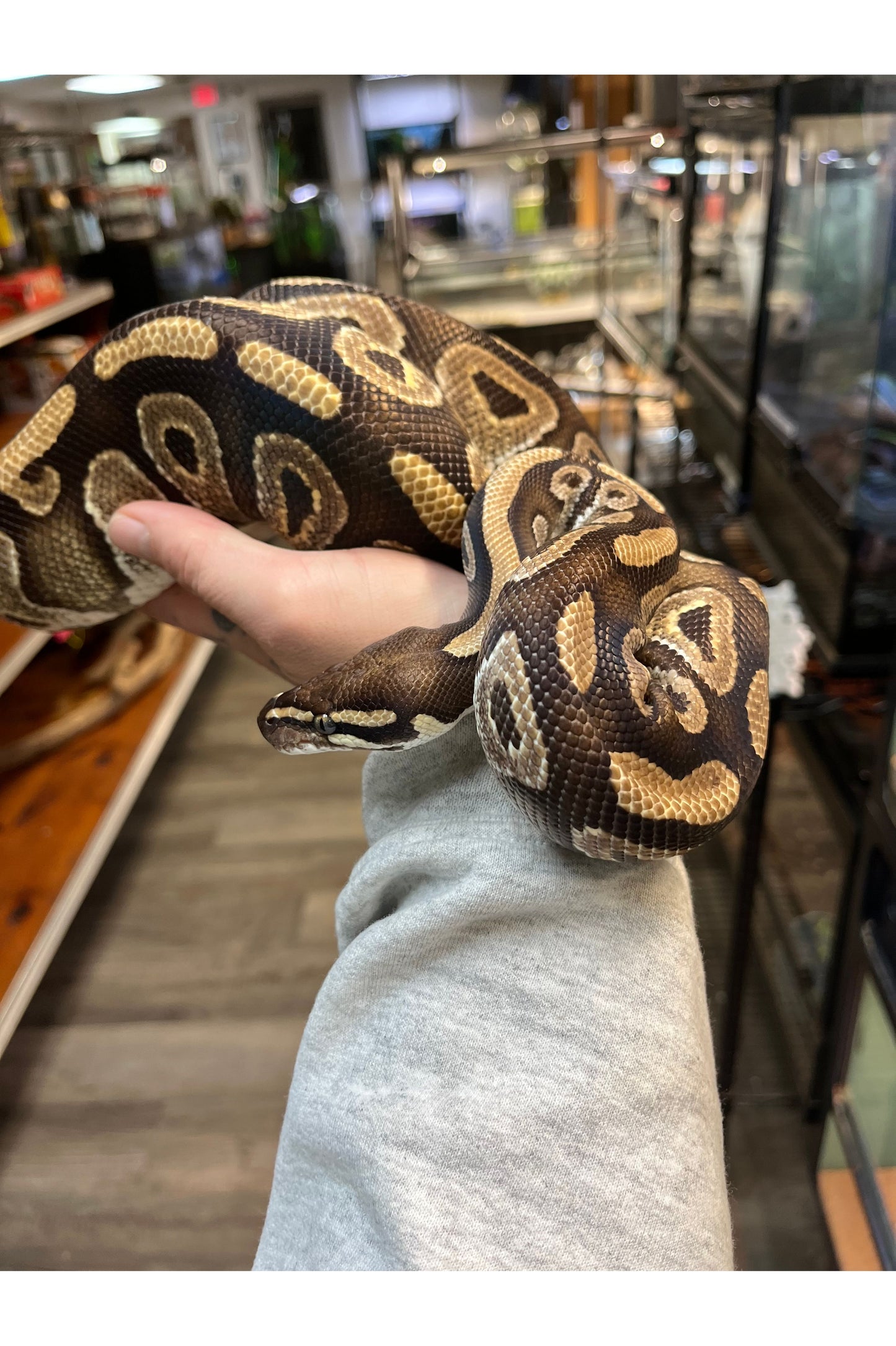 Enchi Het Clown Ball Python - Female - Sub Adult