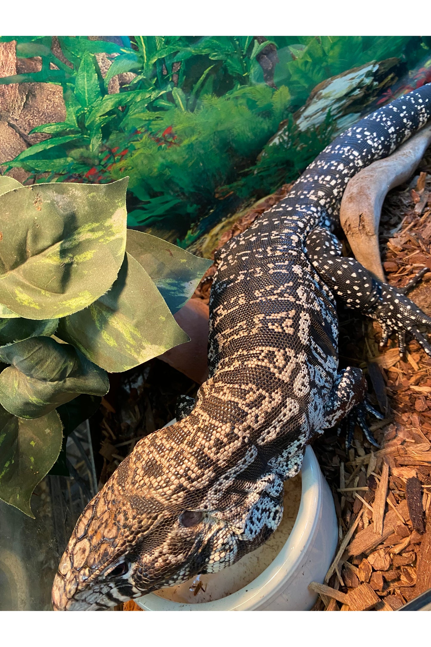 Argentine Black & White Tegu - Subadult