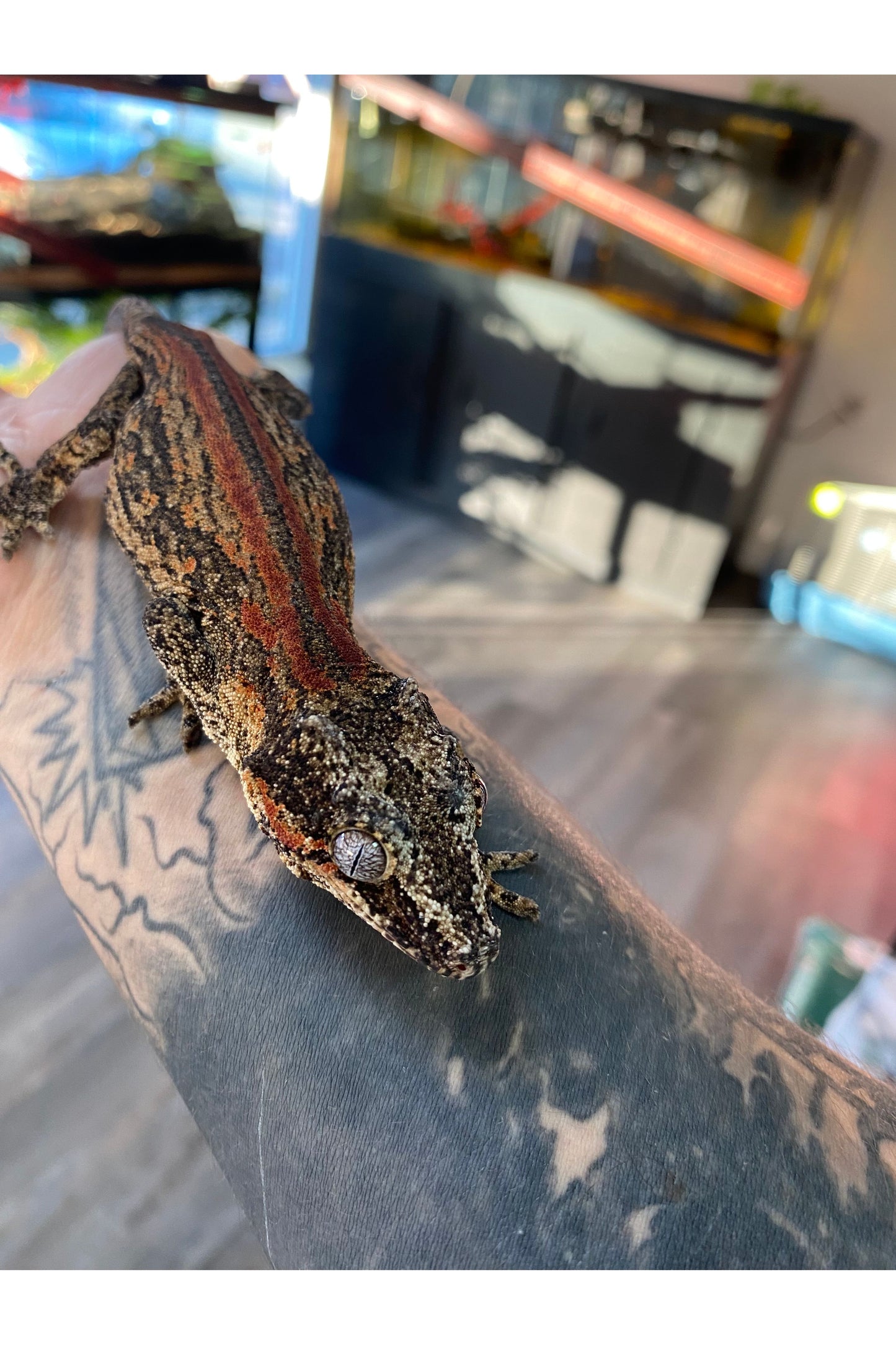 Orange Stripe Gargoyle Gecko - Adult