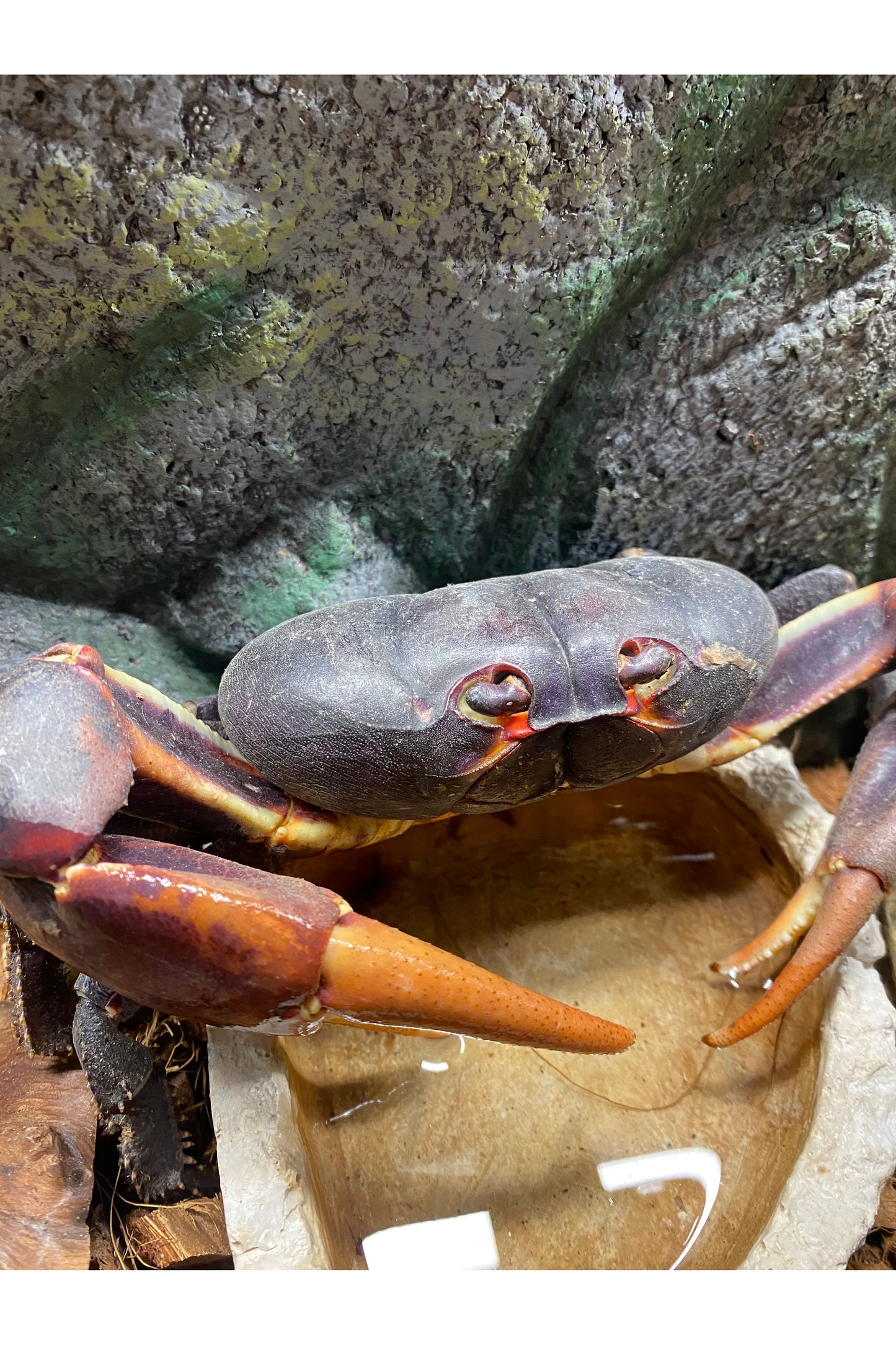 Giant Zombie Land Crab
