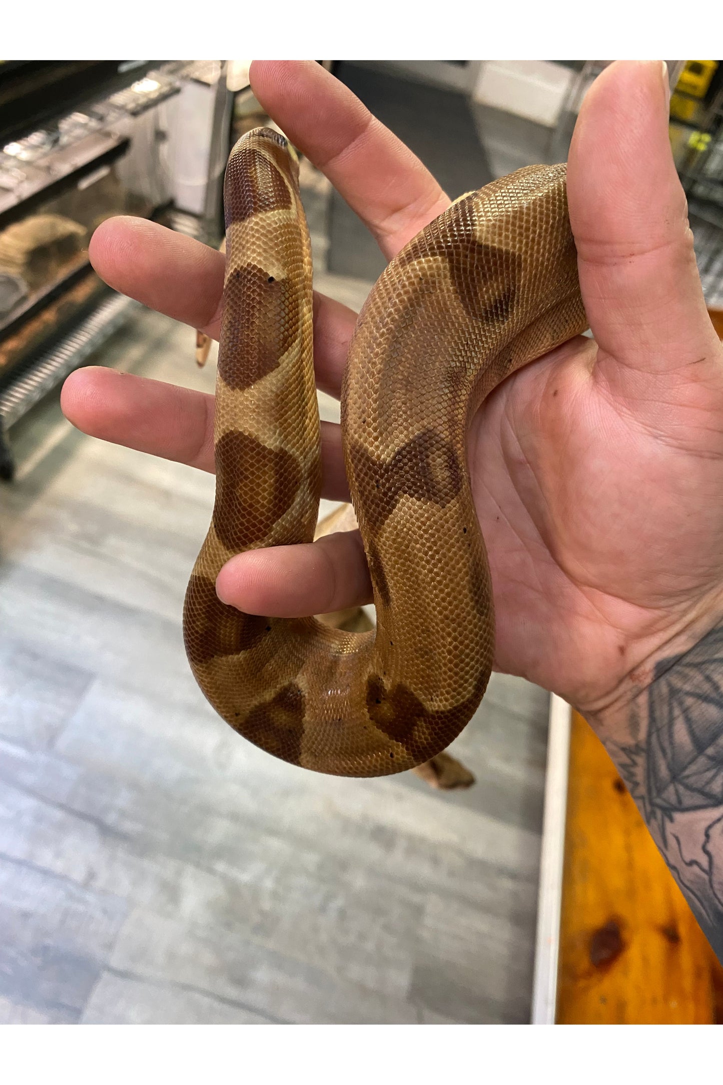 Hypo Het Sharp Boa - Juvenile