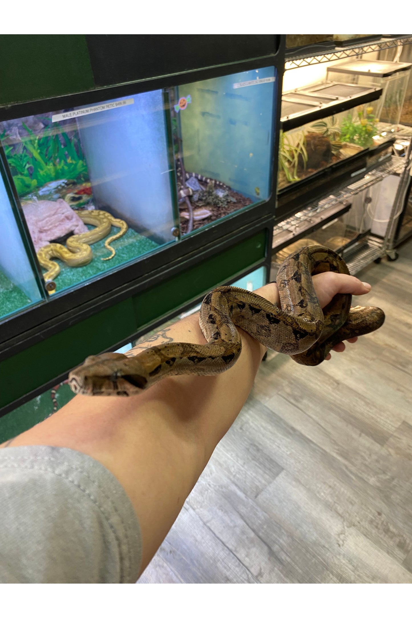 Hypo Nicaraguan Boa - Sub Adult
