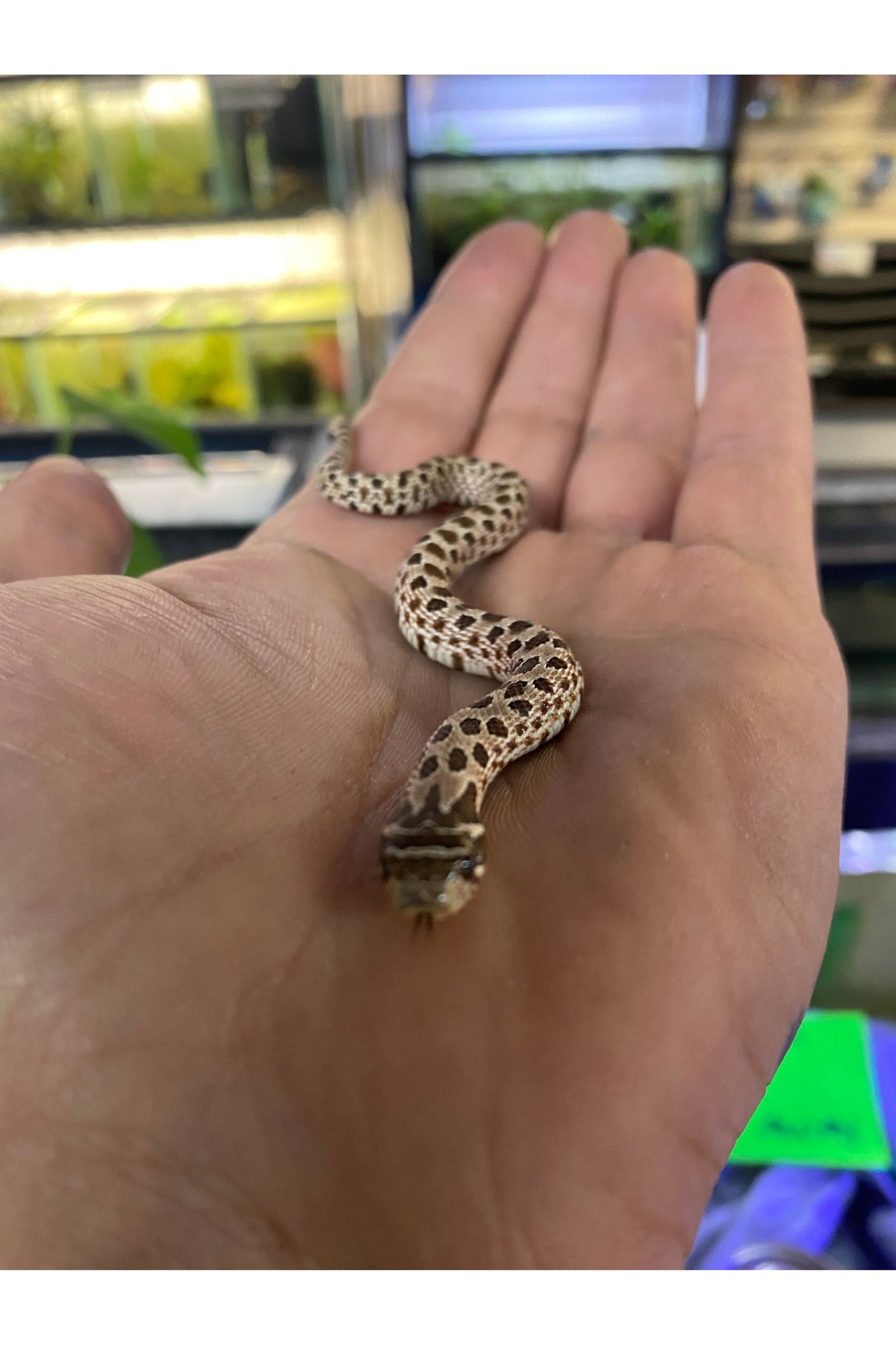 Western Hognose - Hatchling