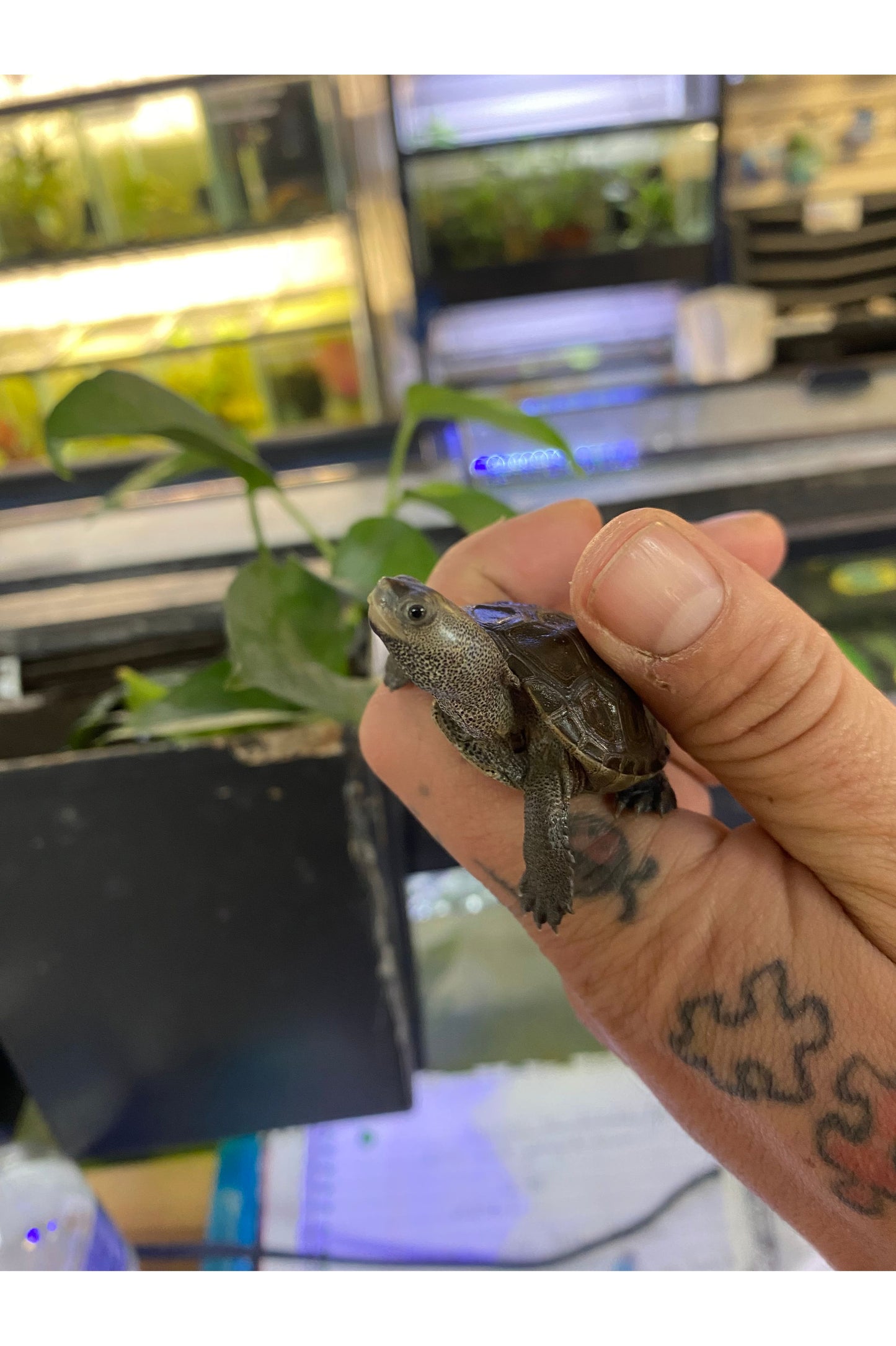 Northern Diamondback Terrapin - Hatchling