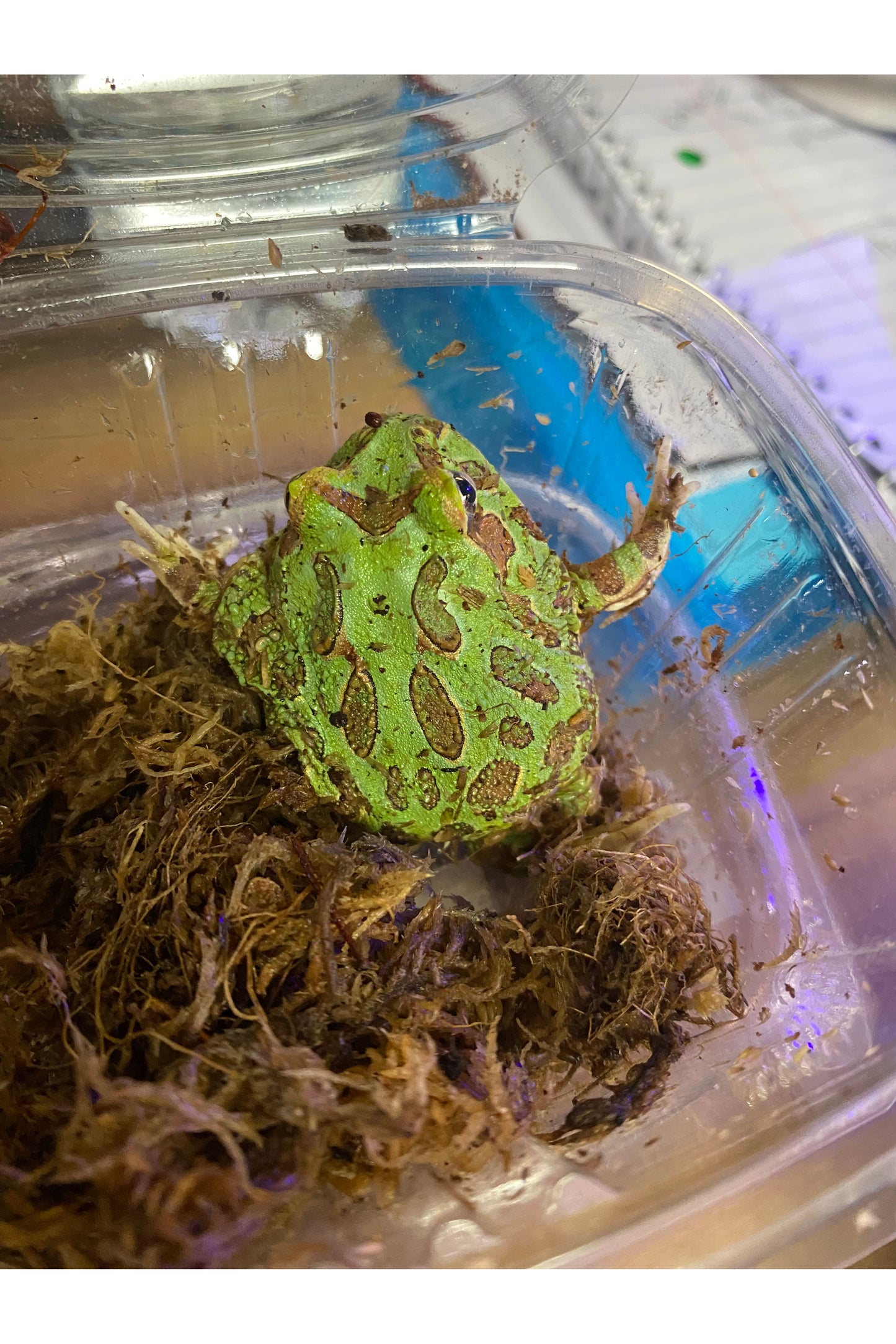 Green Pac-Man Frog - Baby