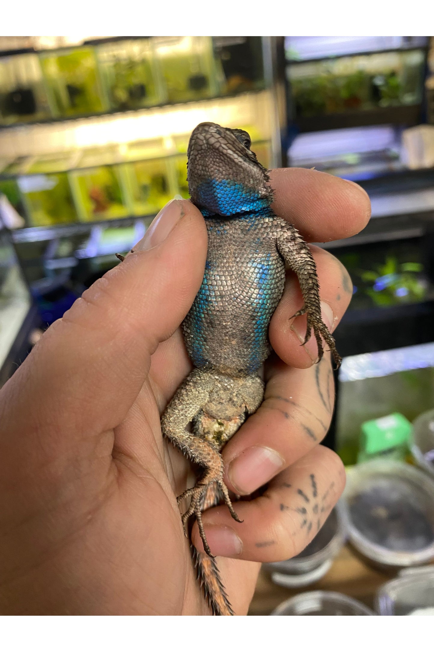 Texas Spiny Lizard