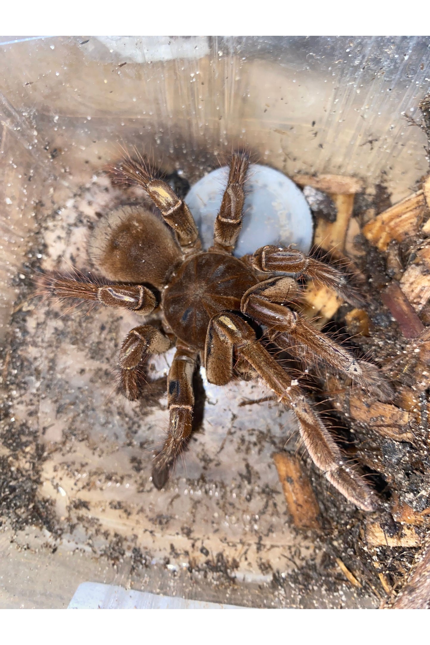 Goliath Bird Eater Tarantula