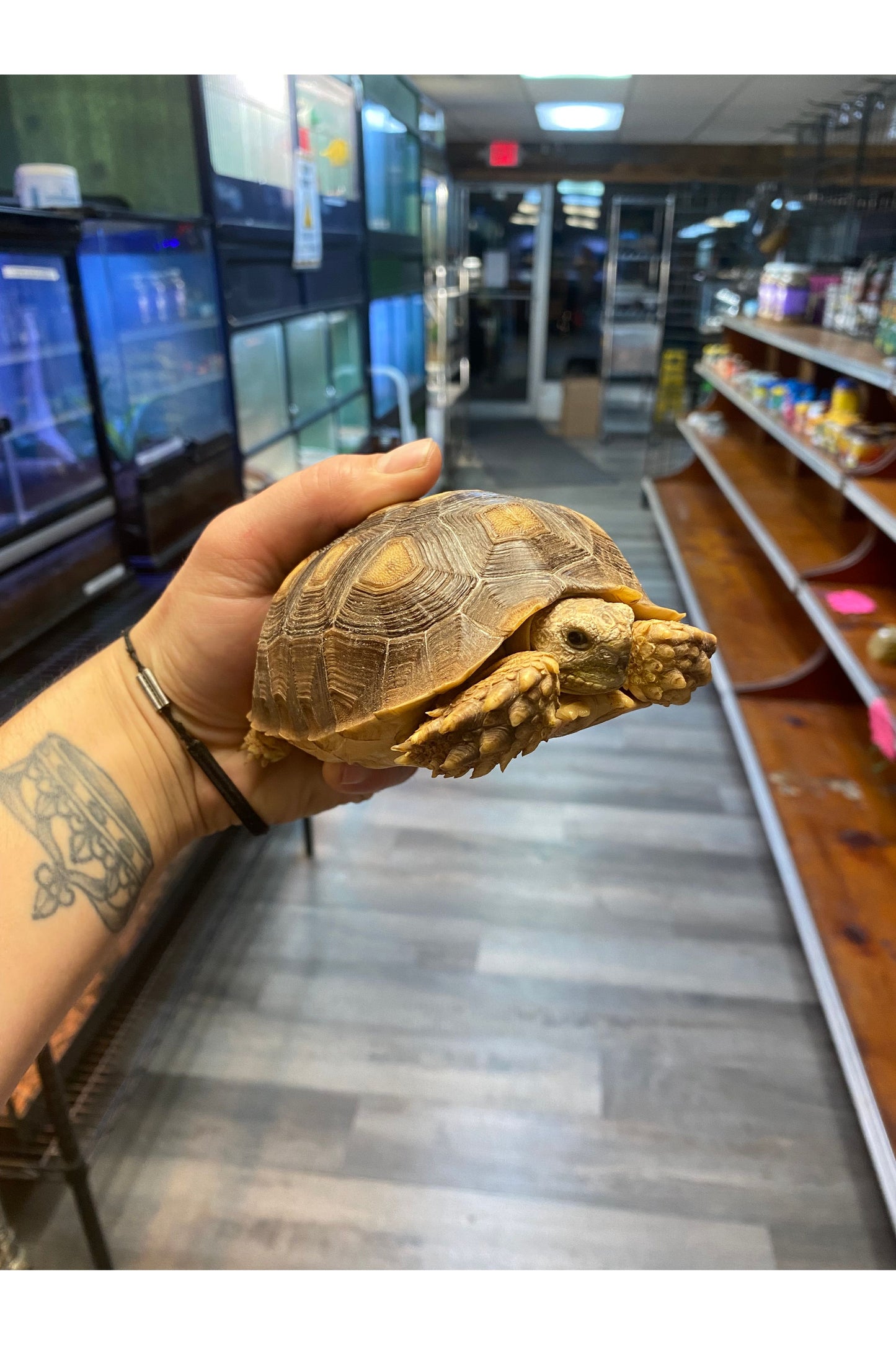Sulcata Tortoise - Juvenile