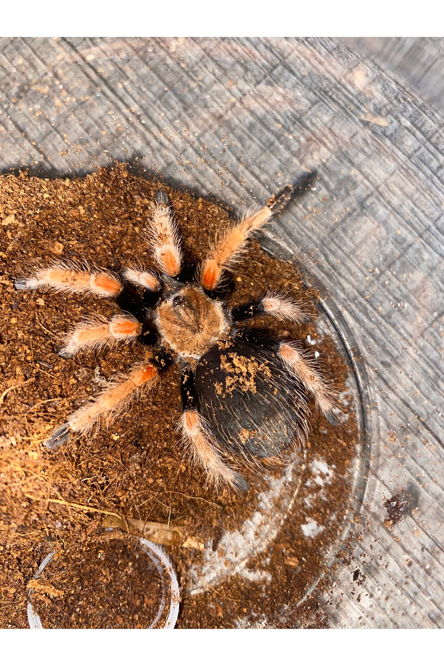 Mexican Fire Leg Tarantula