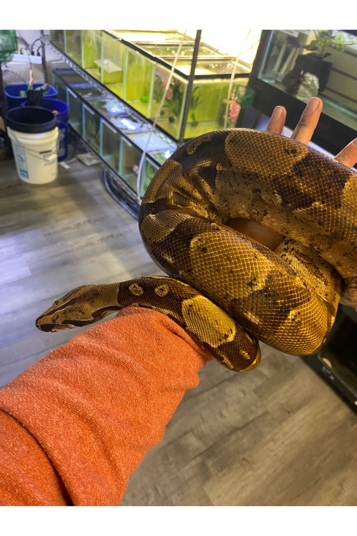 Hypo BCI Boa - Male