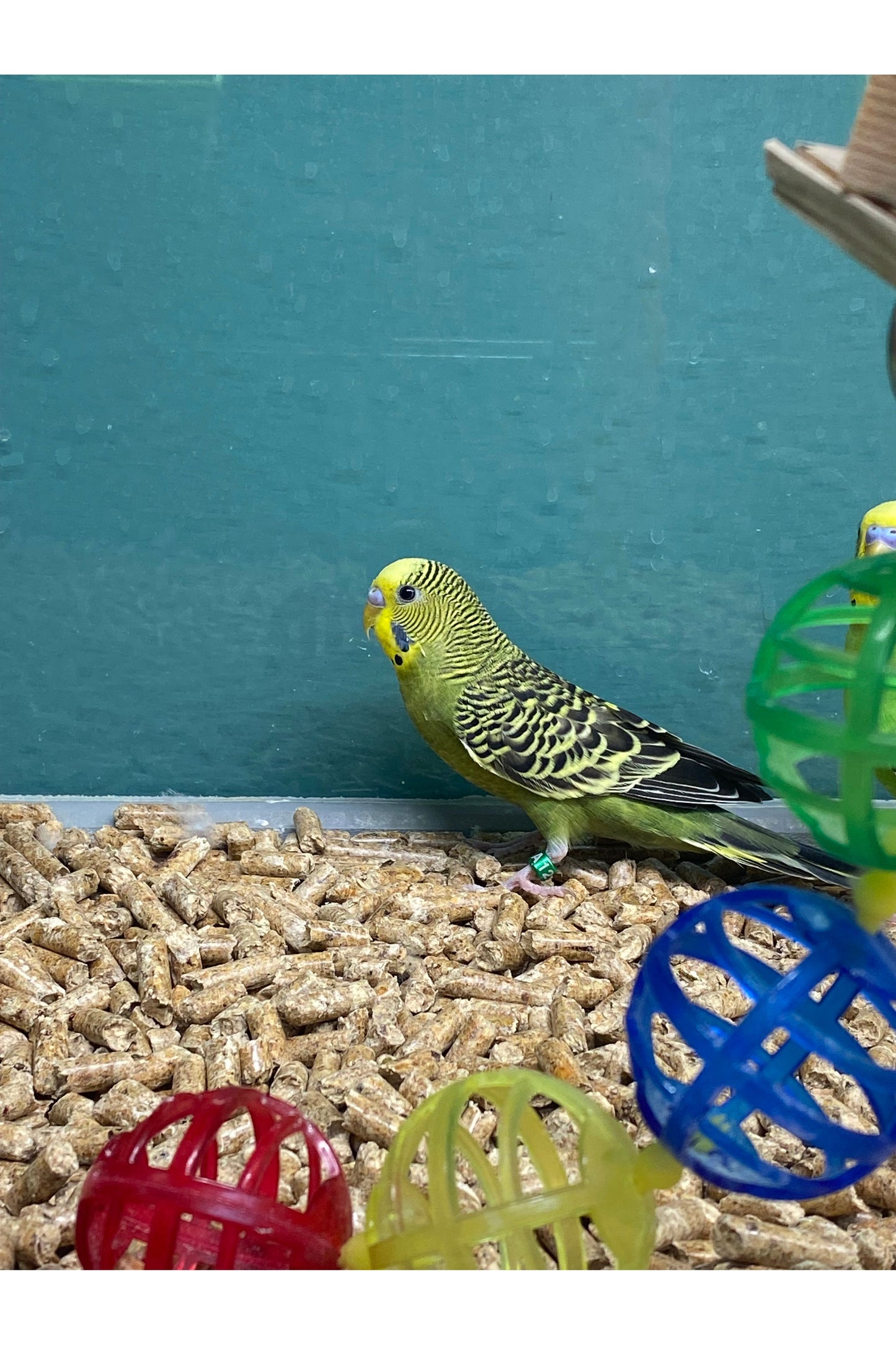 Parakeets - Sub Adult