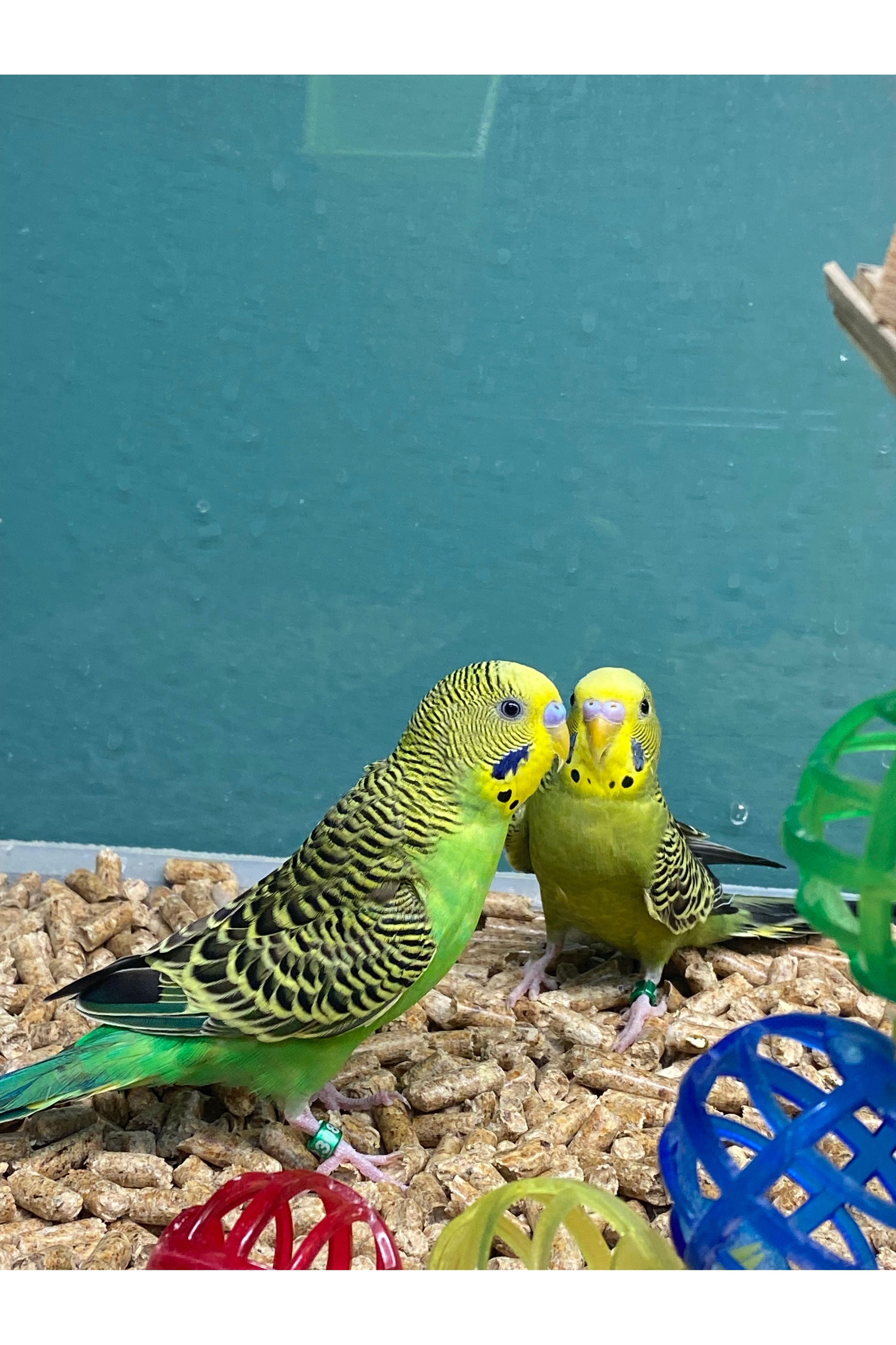 Parakeets - Sub Adult – Ohio Pet Depot