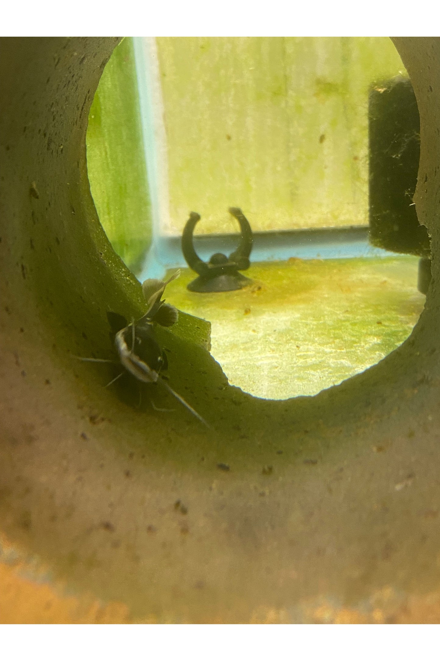 South American Red Tail Catfish