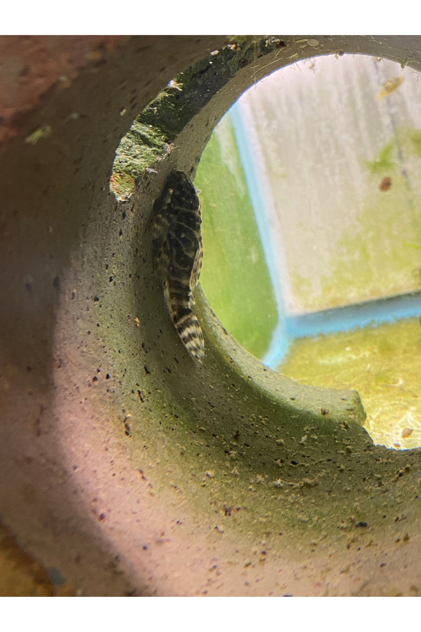 Colombian Zebra Pleco - L129
