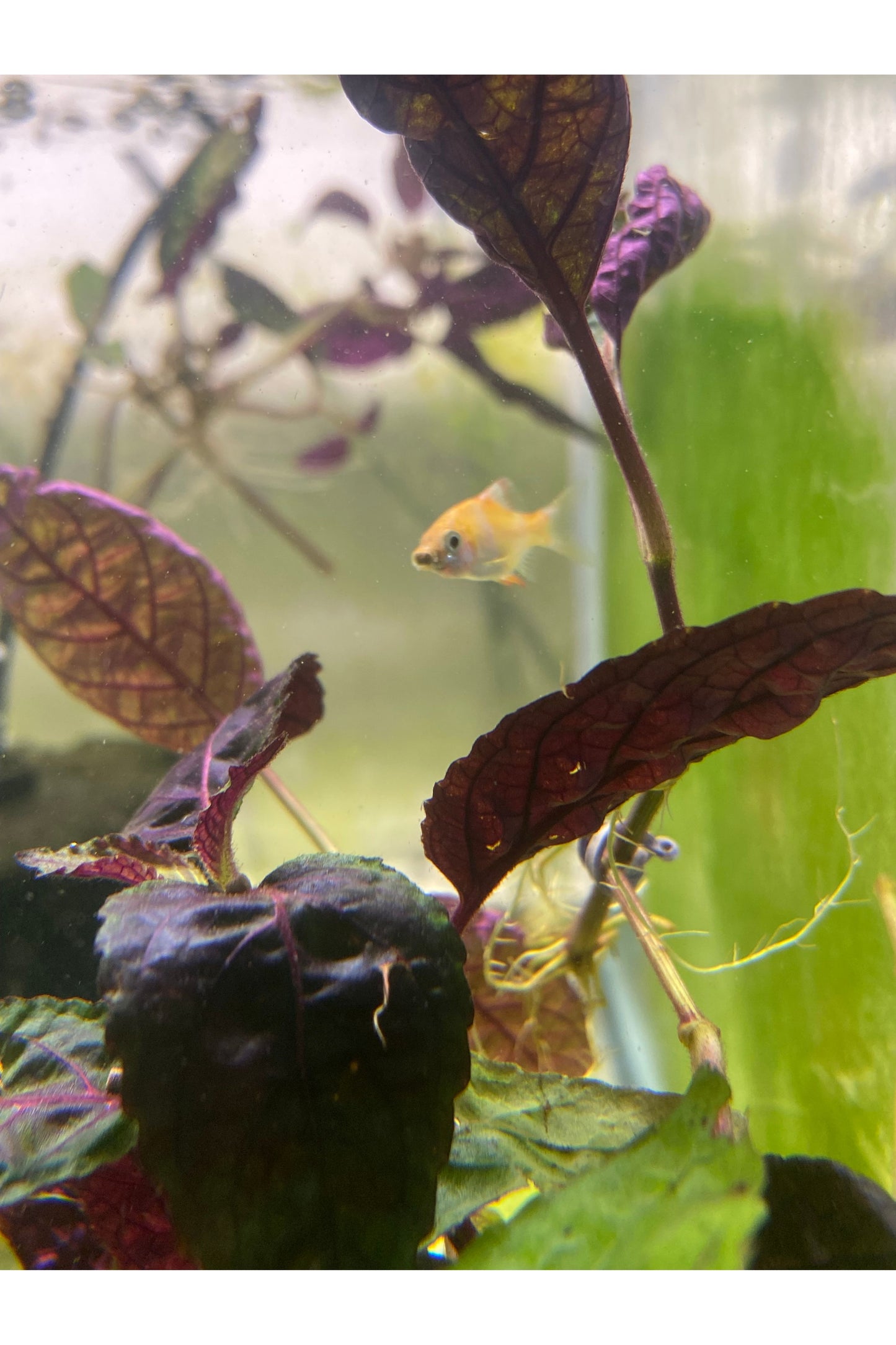 Albino Tiger Barb