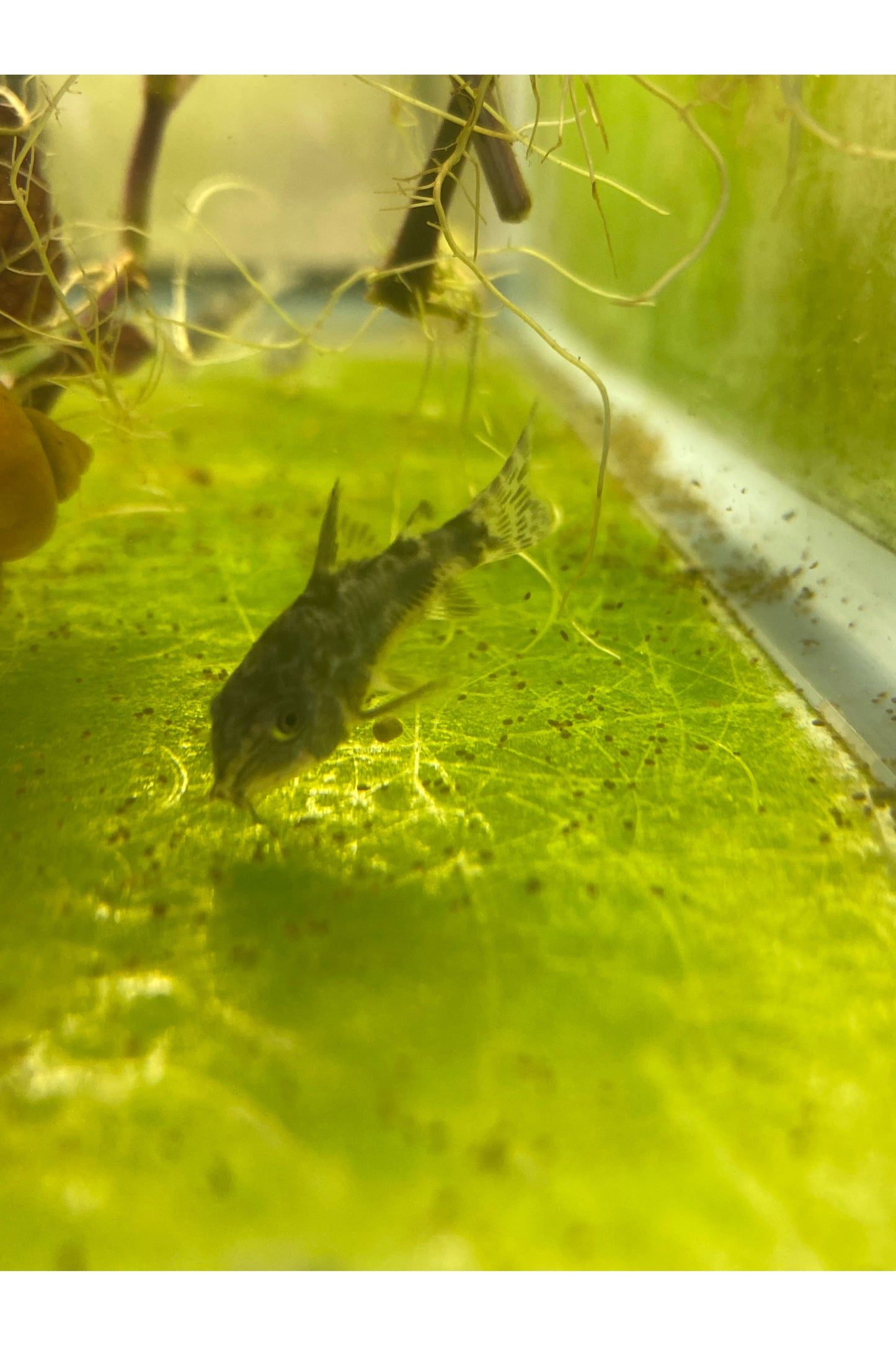 Salt & Pepper Cory Cat