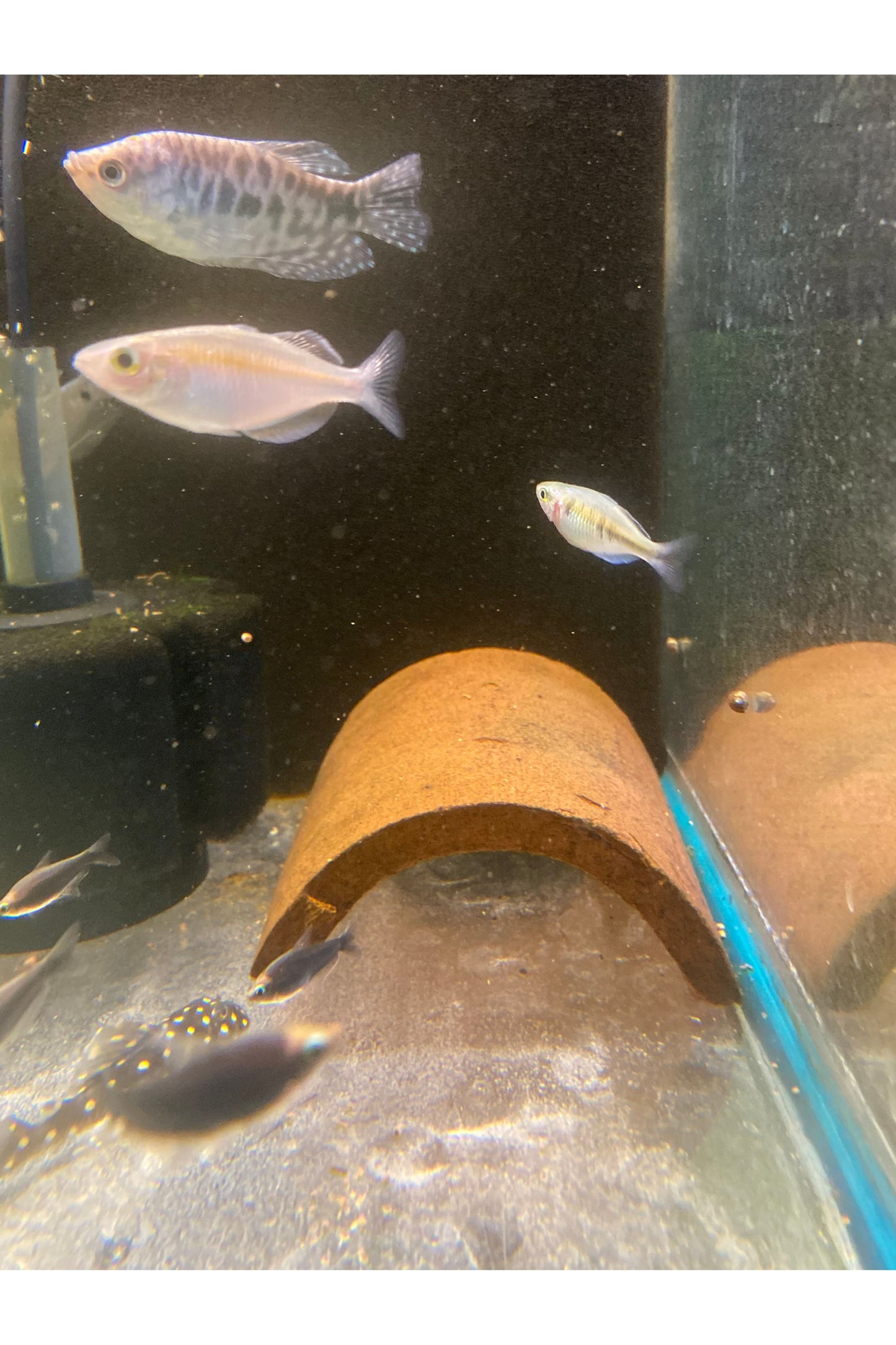 Bosemani Rainbow Fish