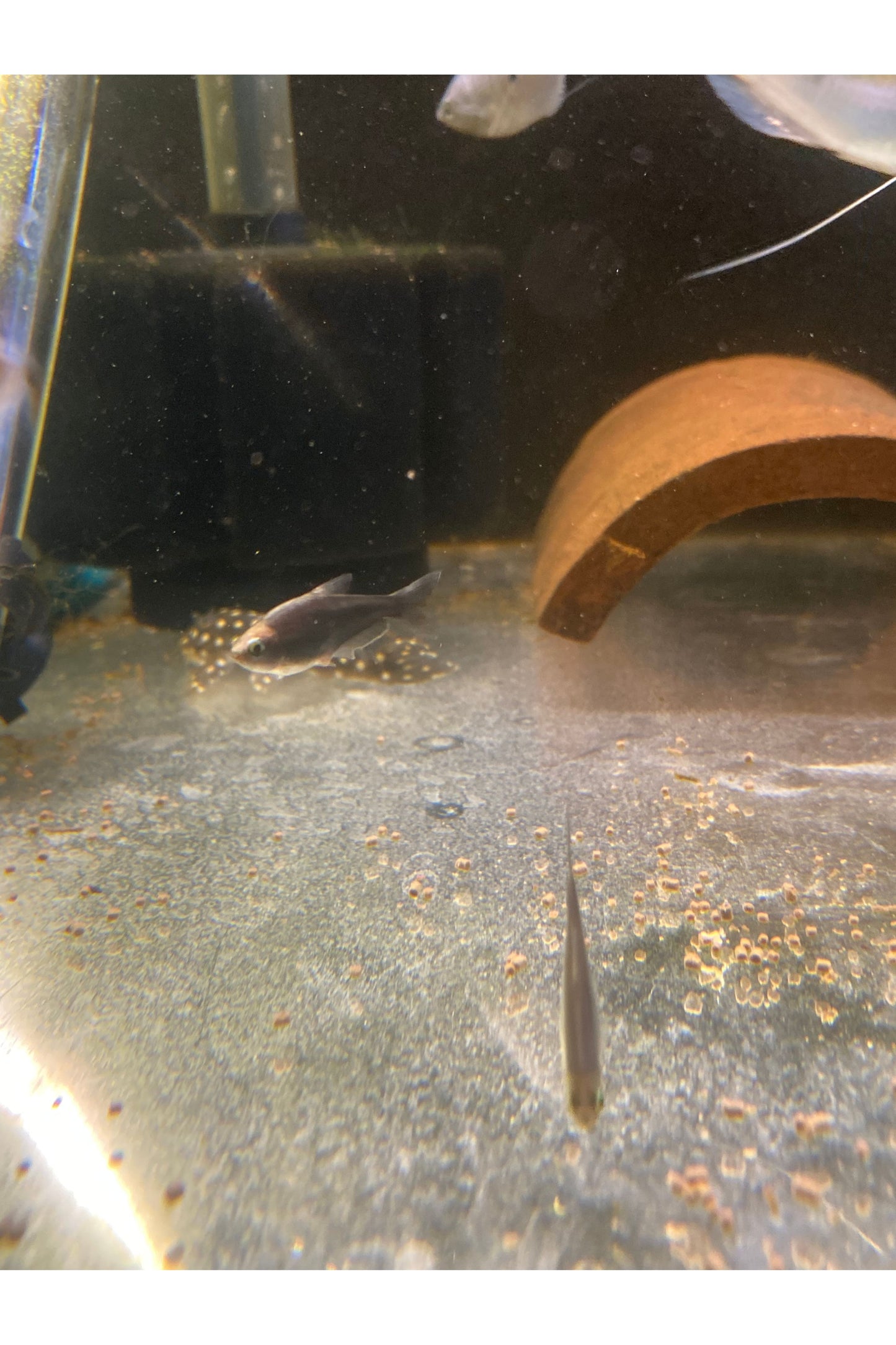 Black Emperor Tetra