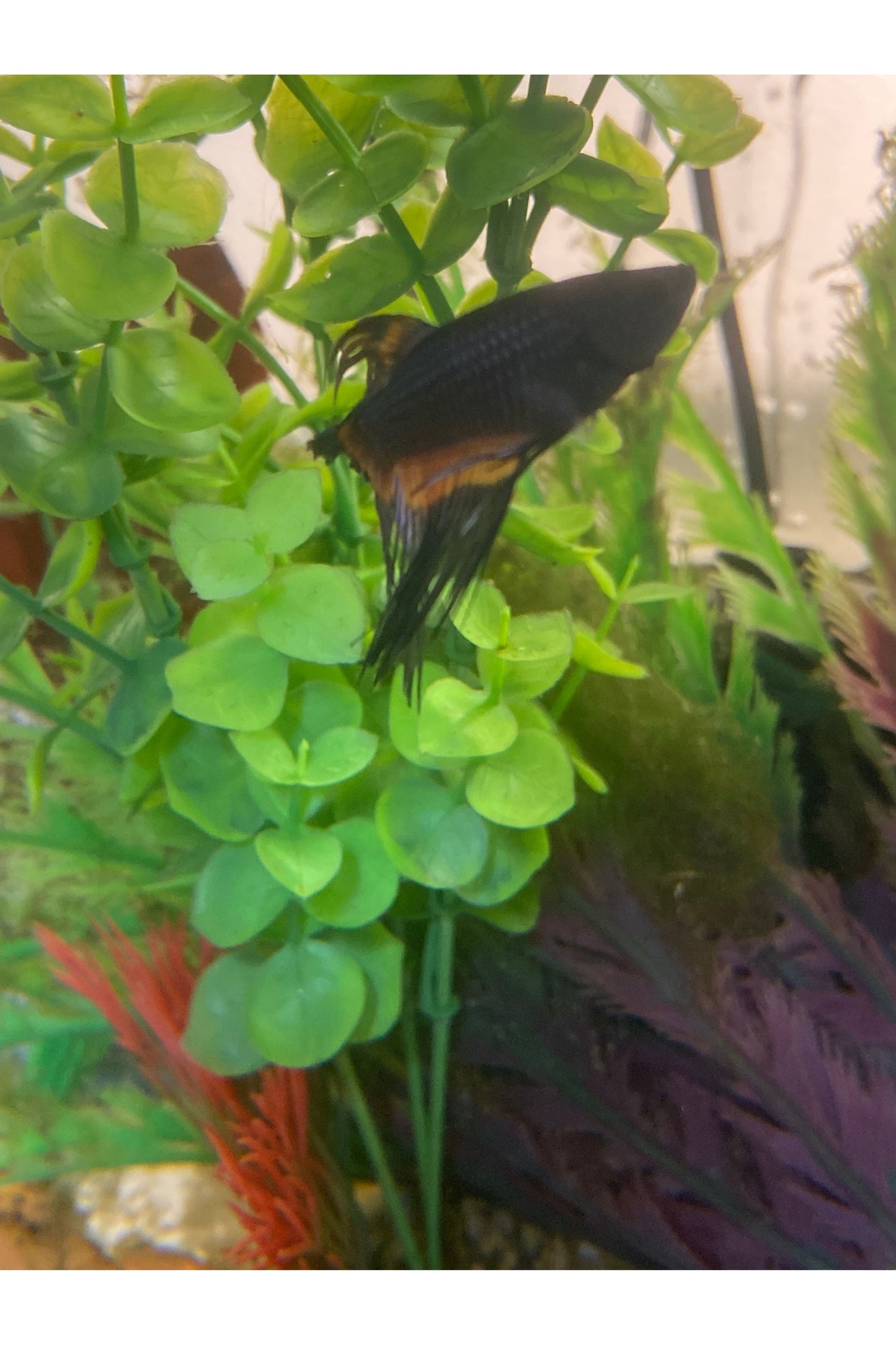 Crowntail Orchid Betta Fish - Male - Black/Orange
