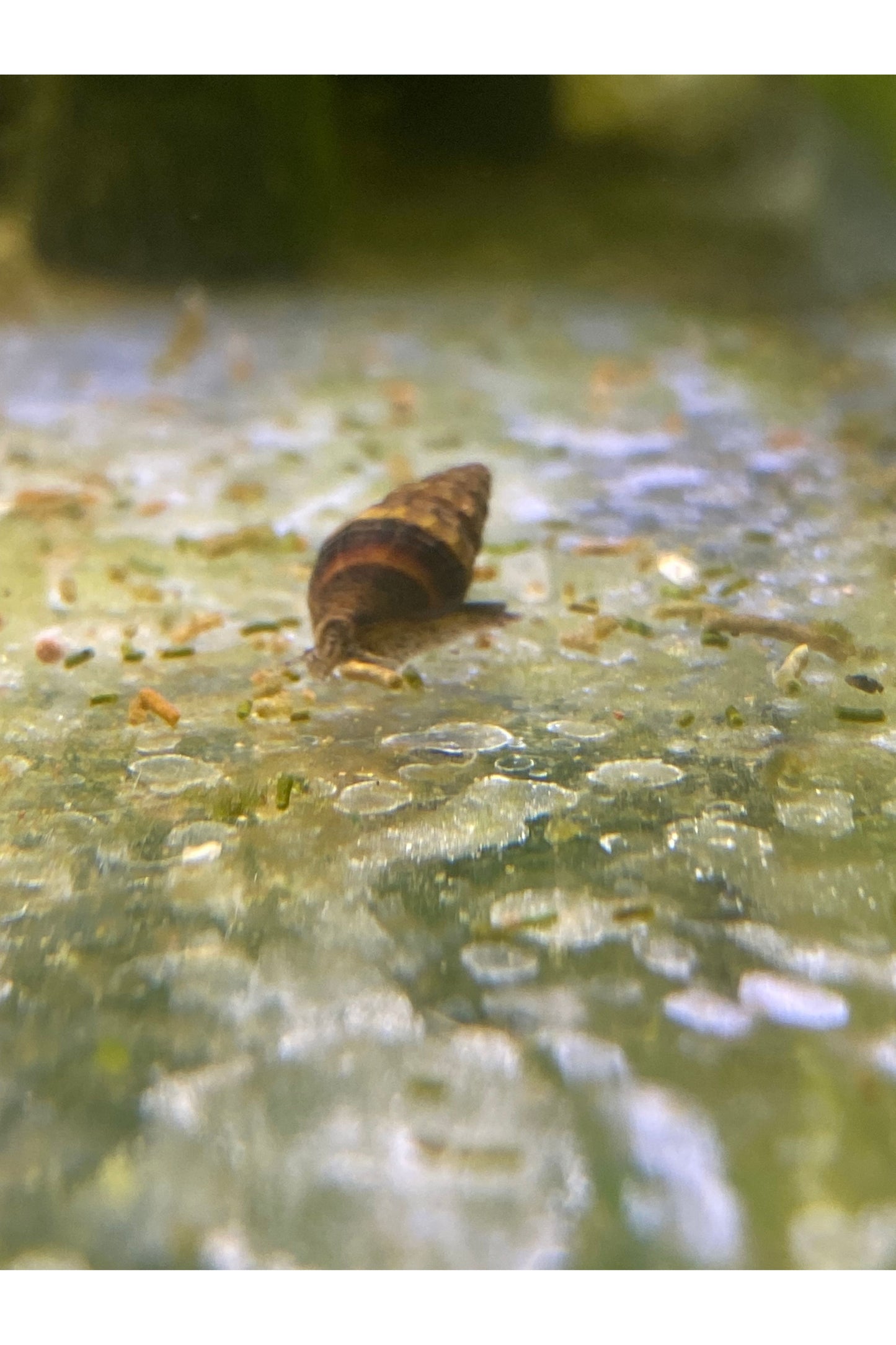 Assassin Snail
