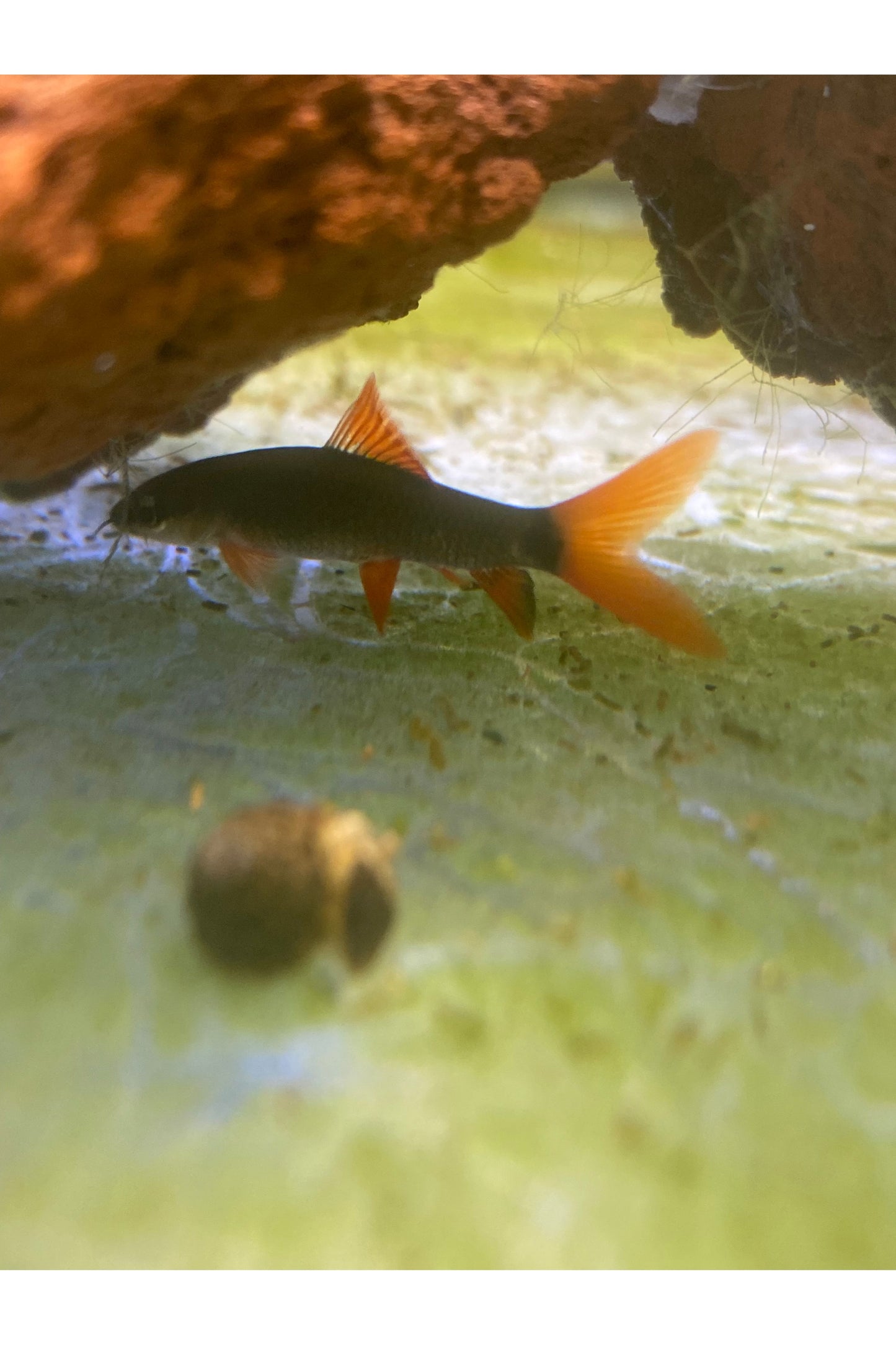 Rainbow Shark
