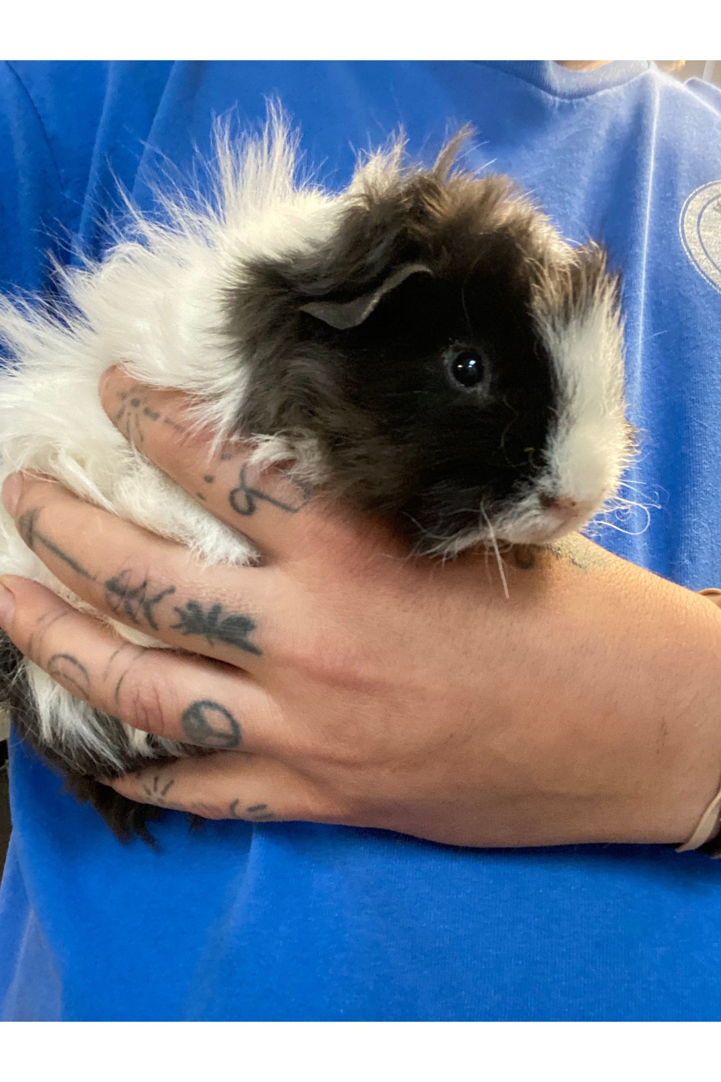Guinea Pig Babies
