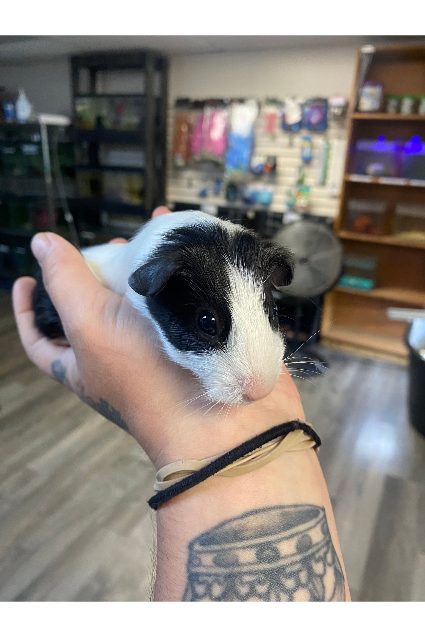 Guinea Pig Babies