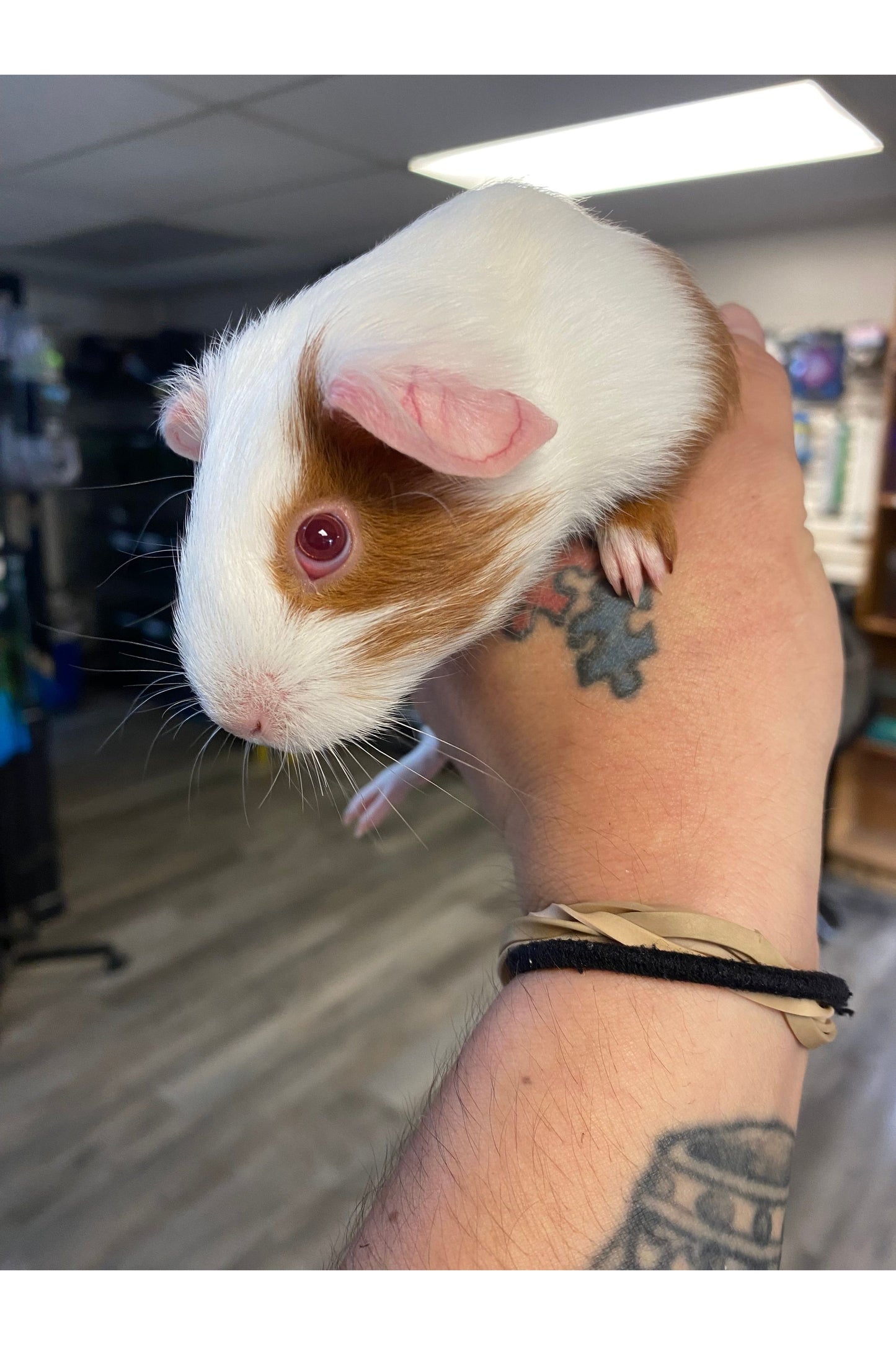 Guinea Pig Babies