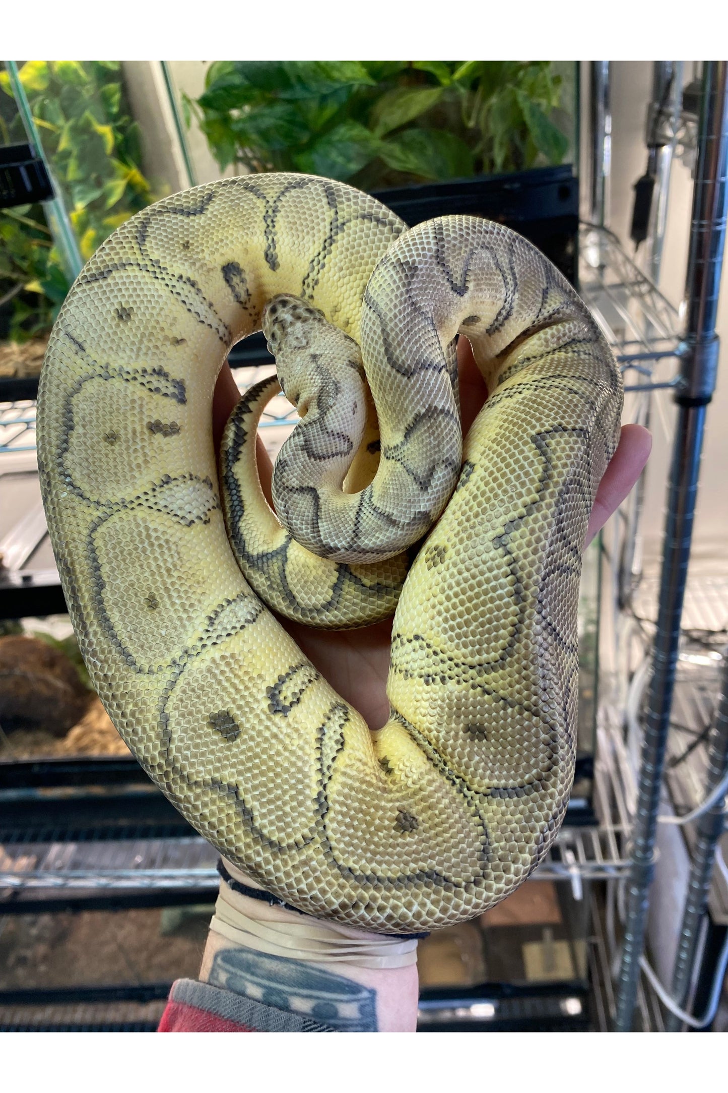 Killer Clown Ball Python - Female - Sub Adult