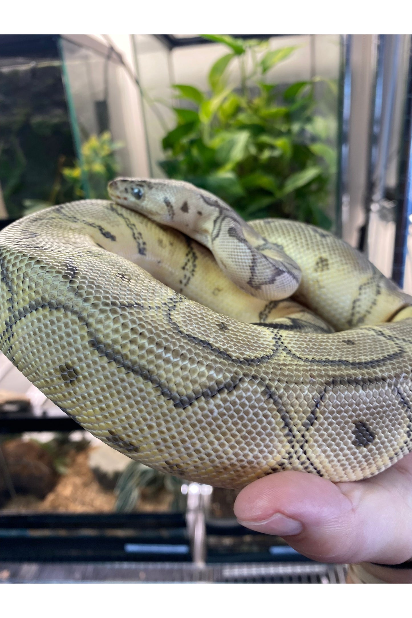 Killer Clown Ball Python - Female - Sub Adult