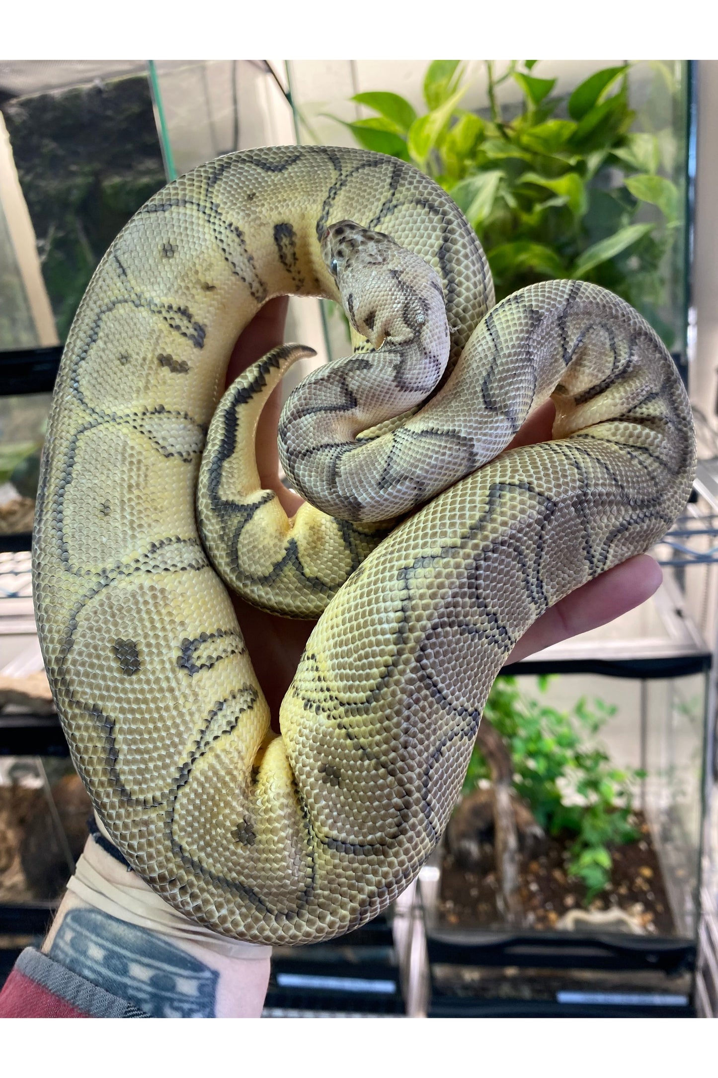 Killer Clown Ball Python - Female - Sub Adult