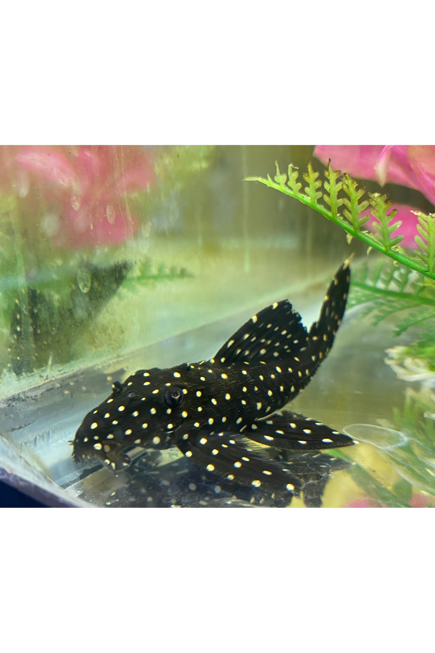 Vampire Pleco