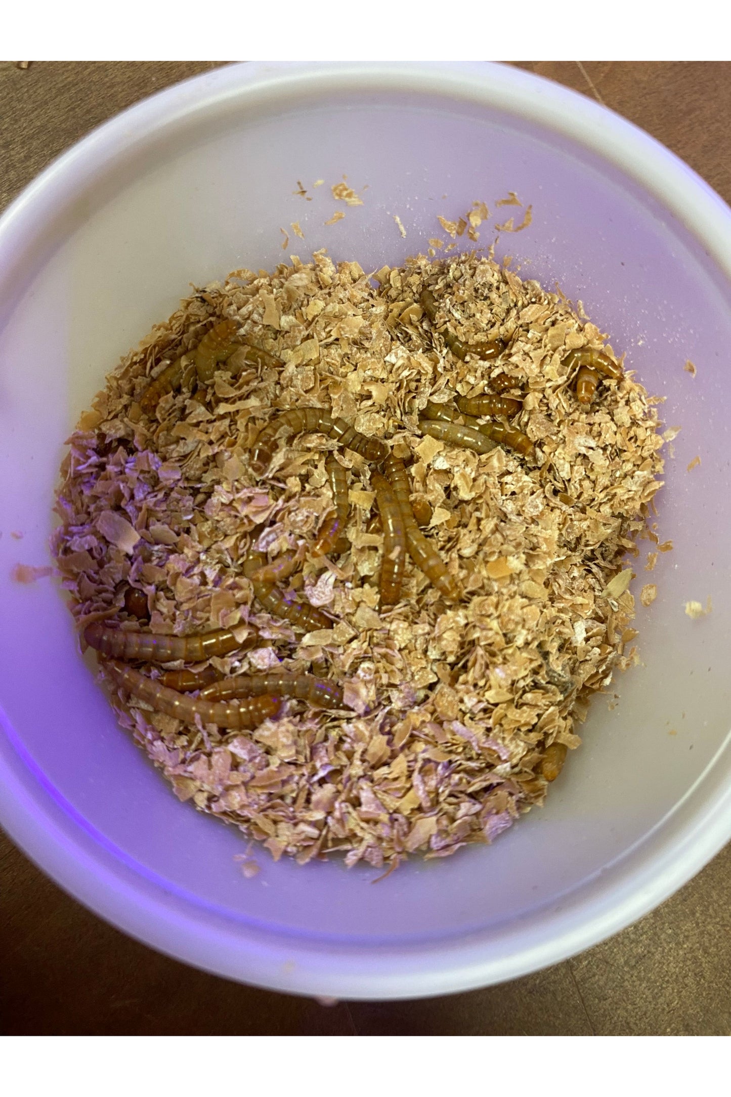 Mealworms