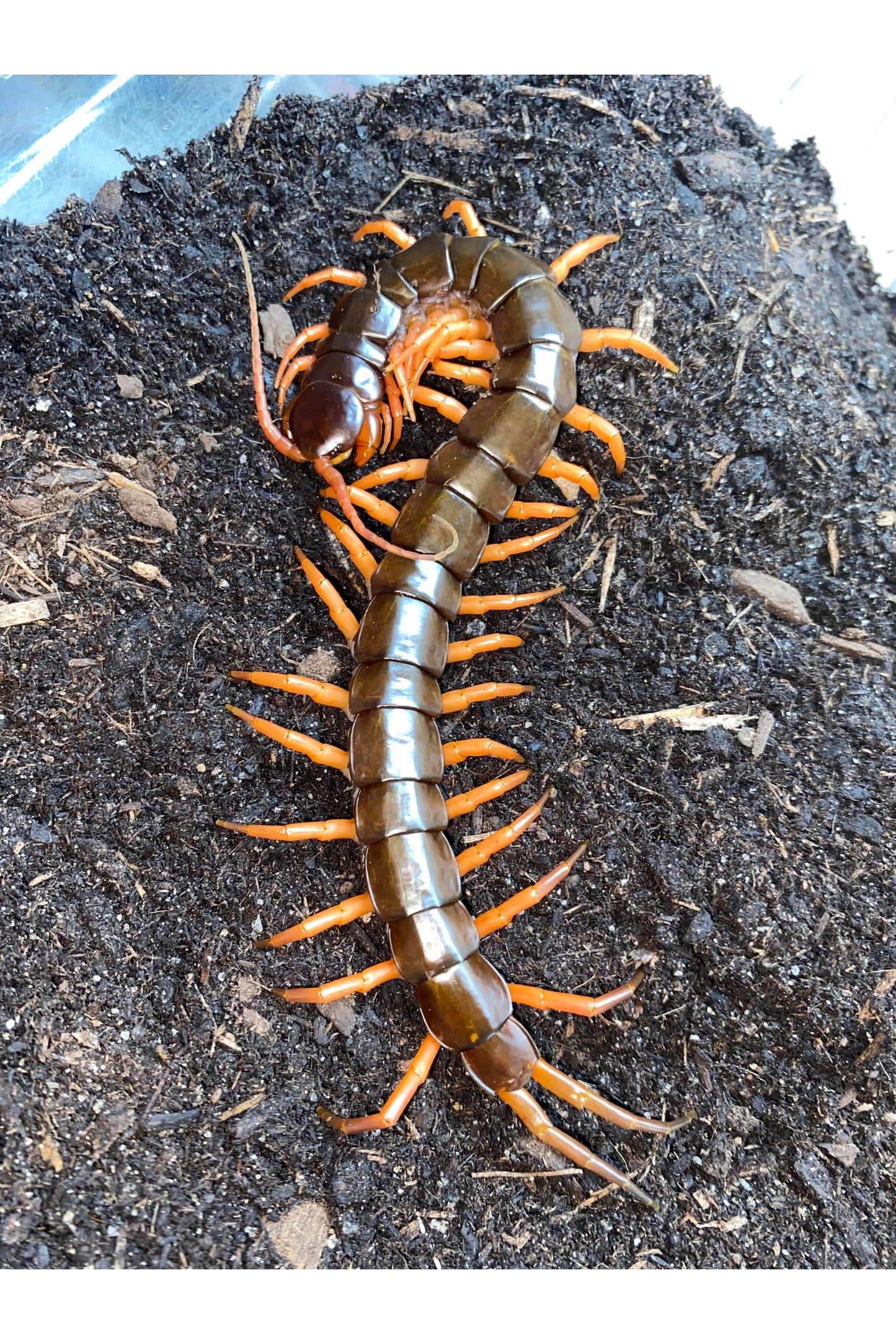 Vietnamese Centipede
