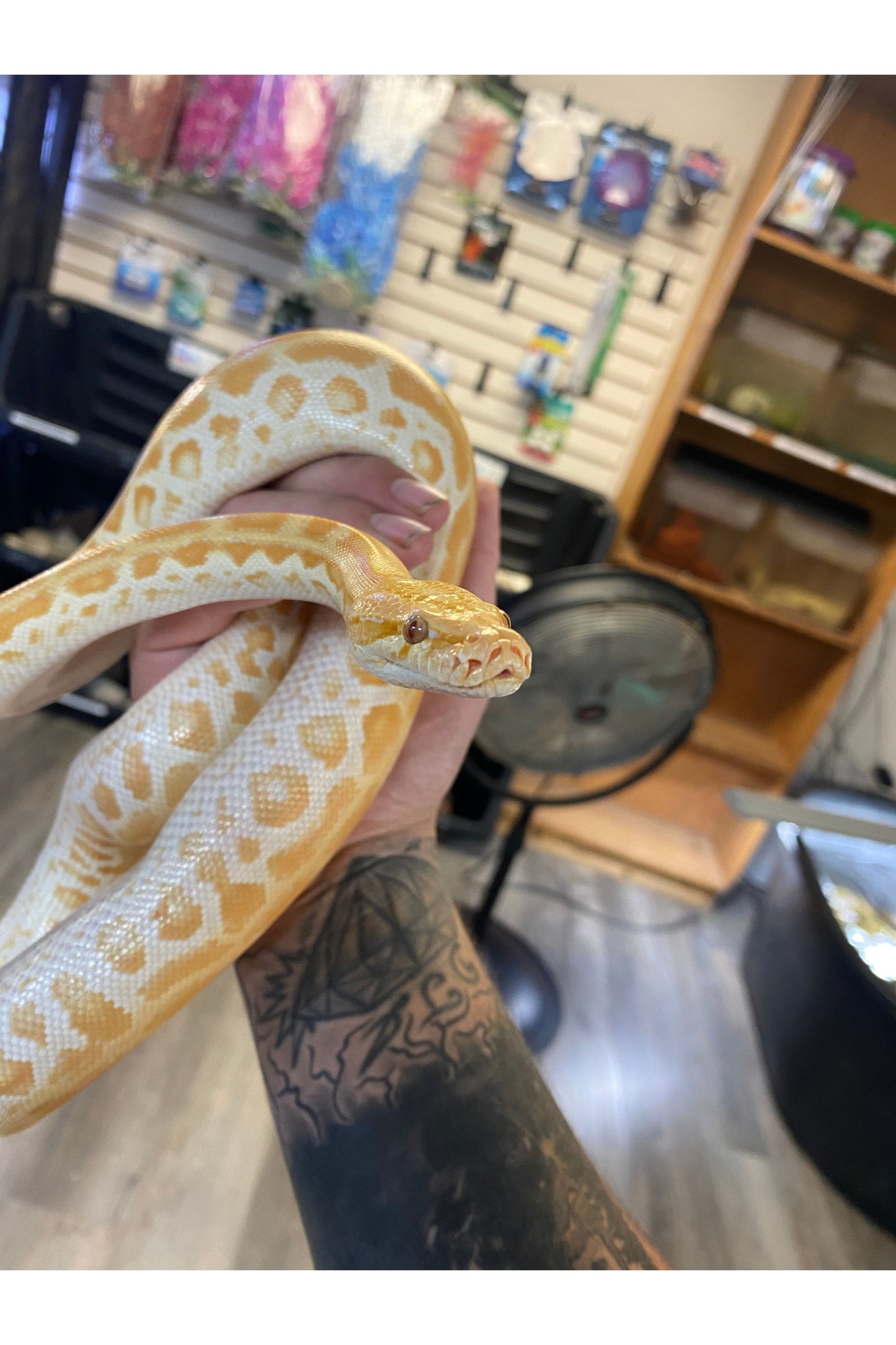 Pearl 66% Het Green 66% Granite Burmese Python