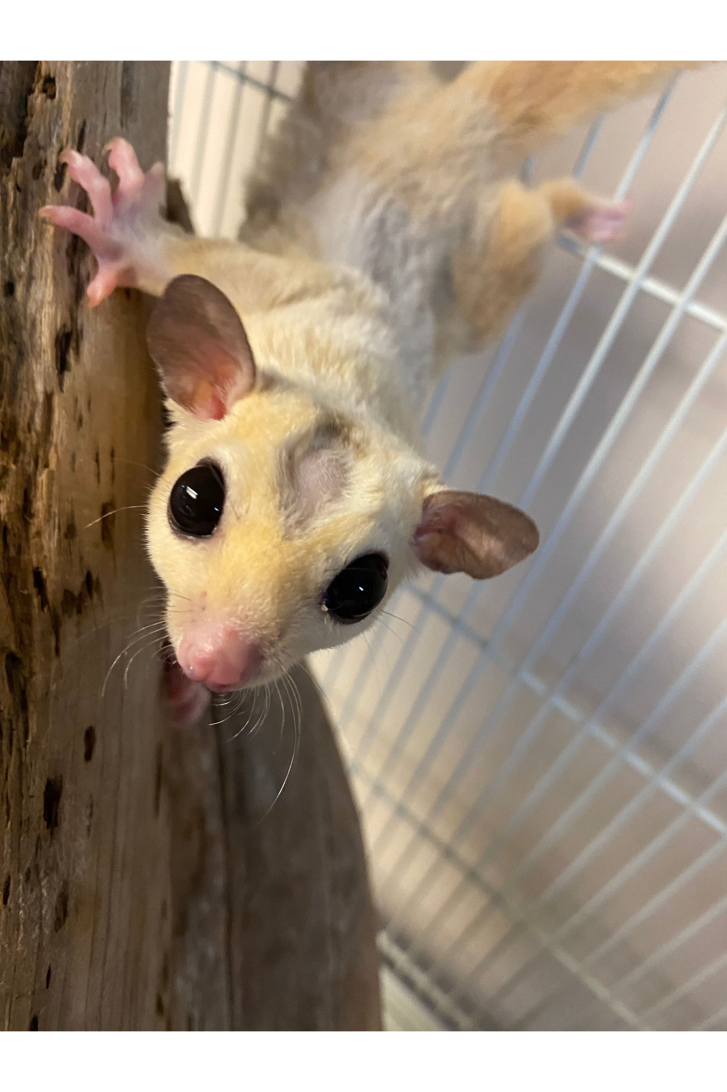 Sugar Glider - Pair #1