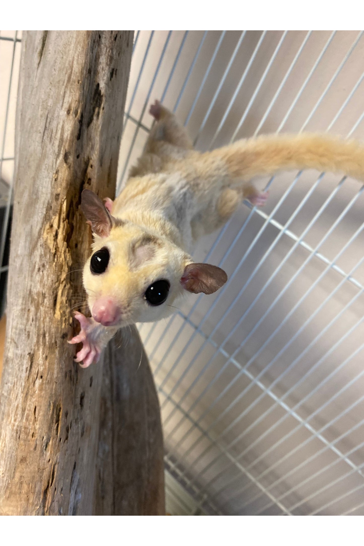 Sugar Glider - Pair #1