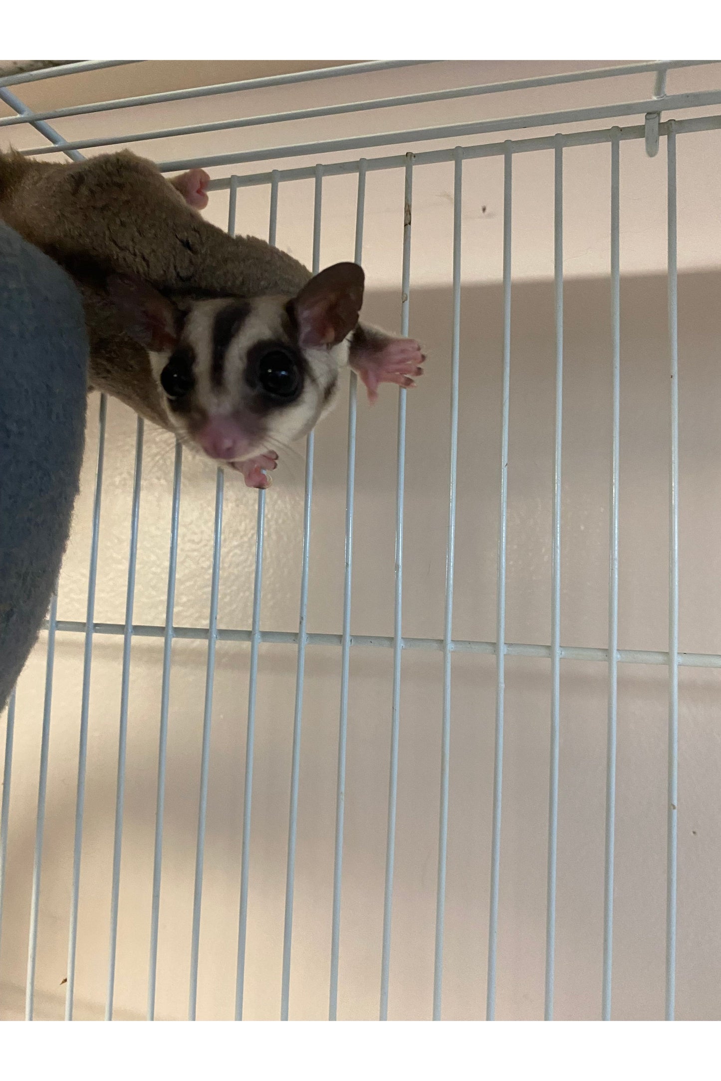 Sugar Glider - Pair #1