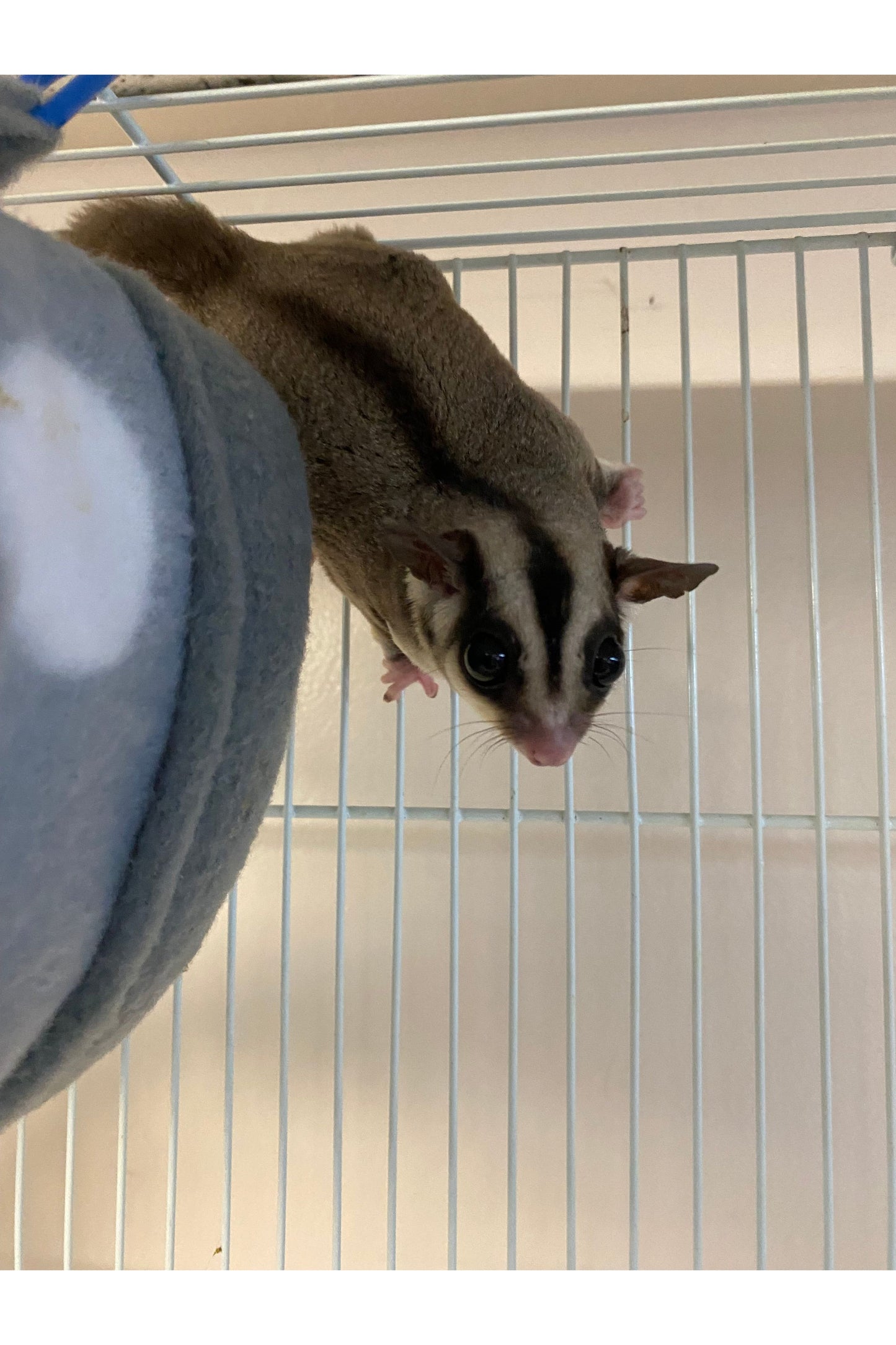 Sugar Glider - Pair #1