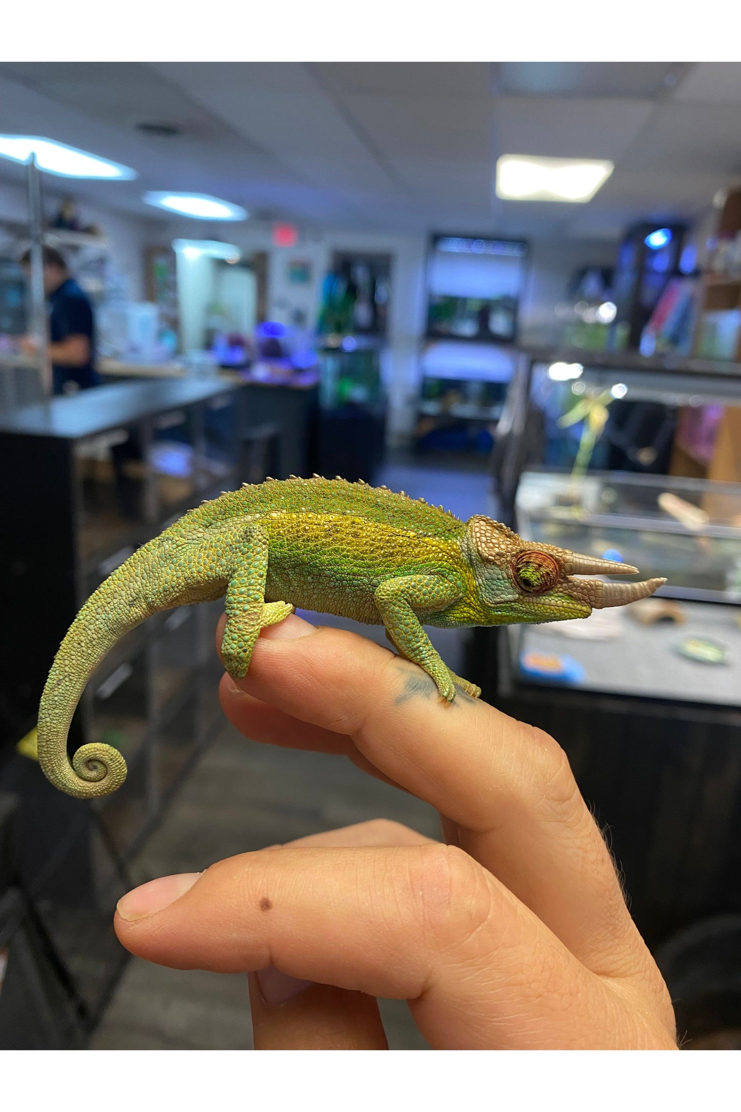 Jackson's Chameleon - Juvenile