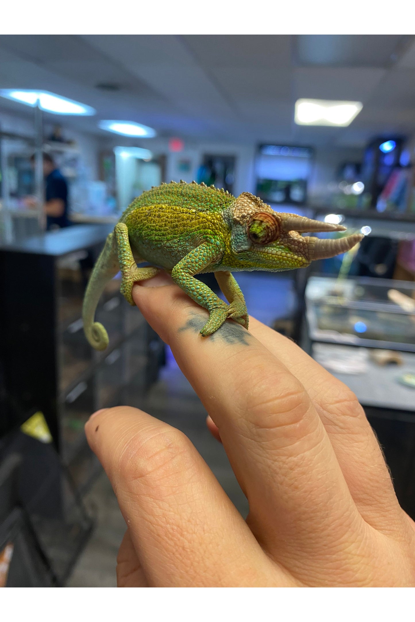 Jackson's Chameleon - Juvenile