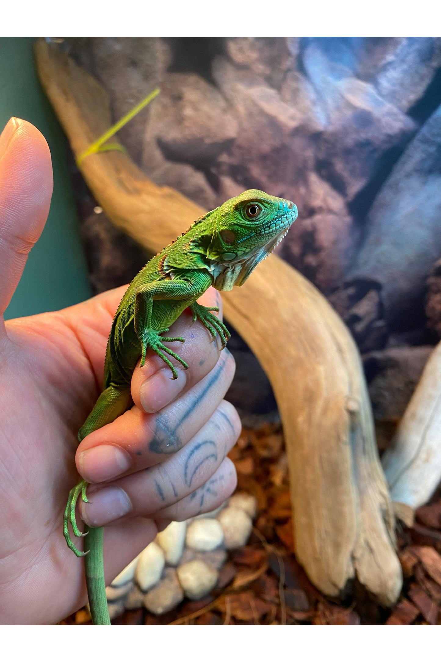 Green Iguana - Hatchling